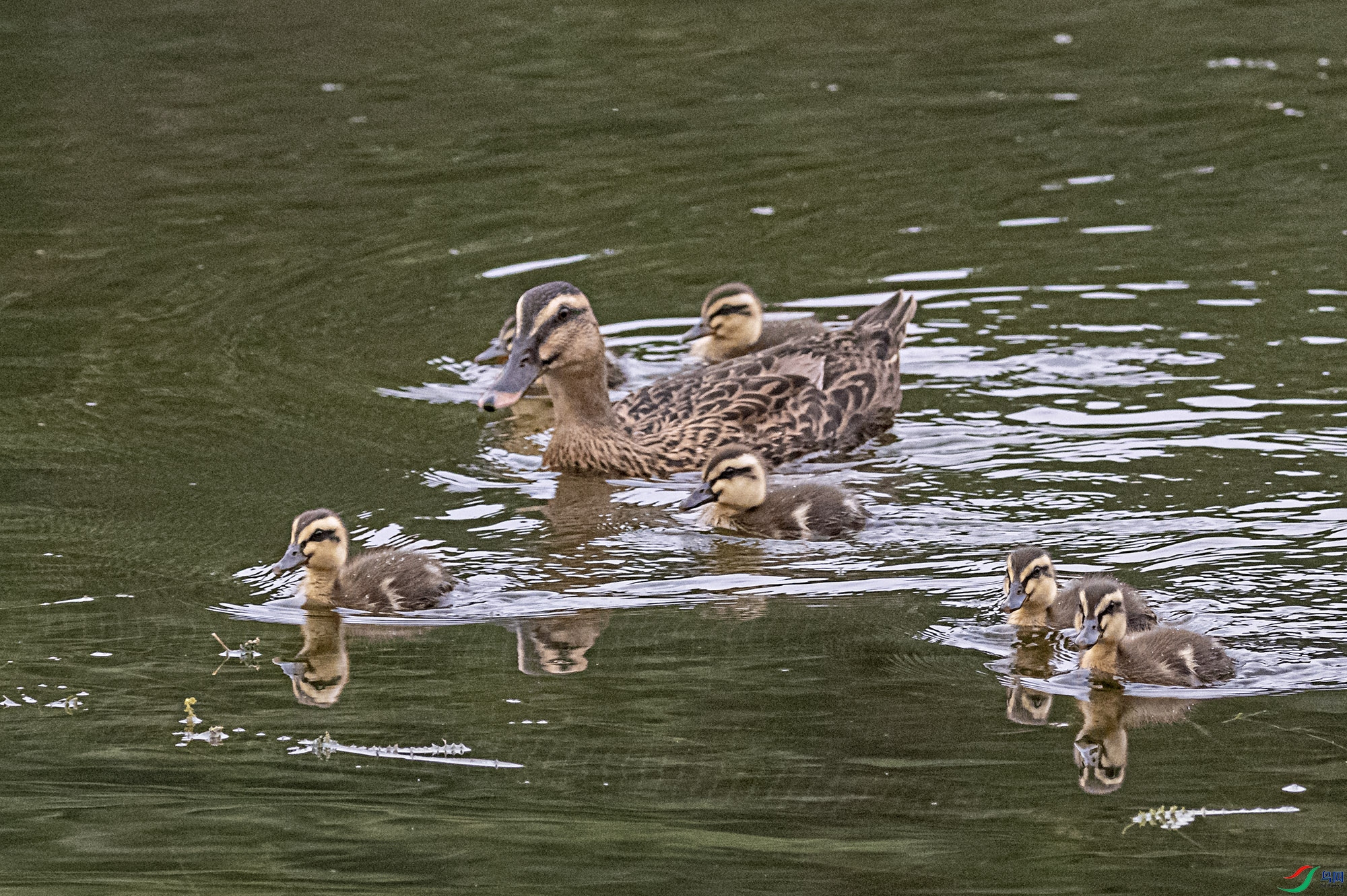 DSC_8137.jpg