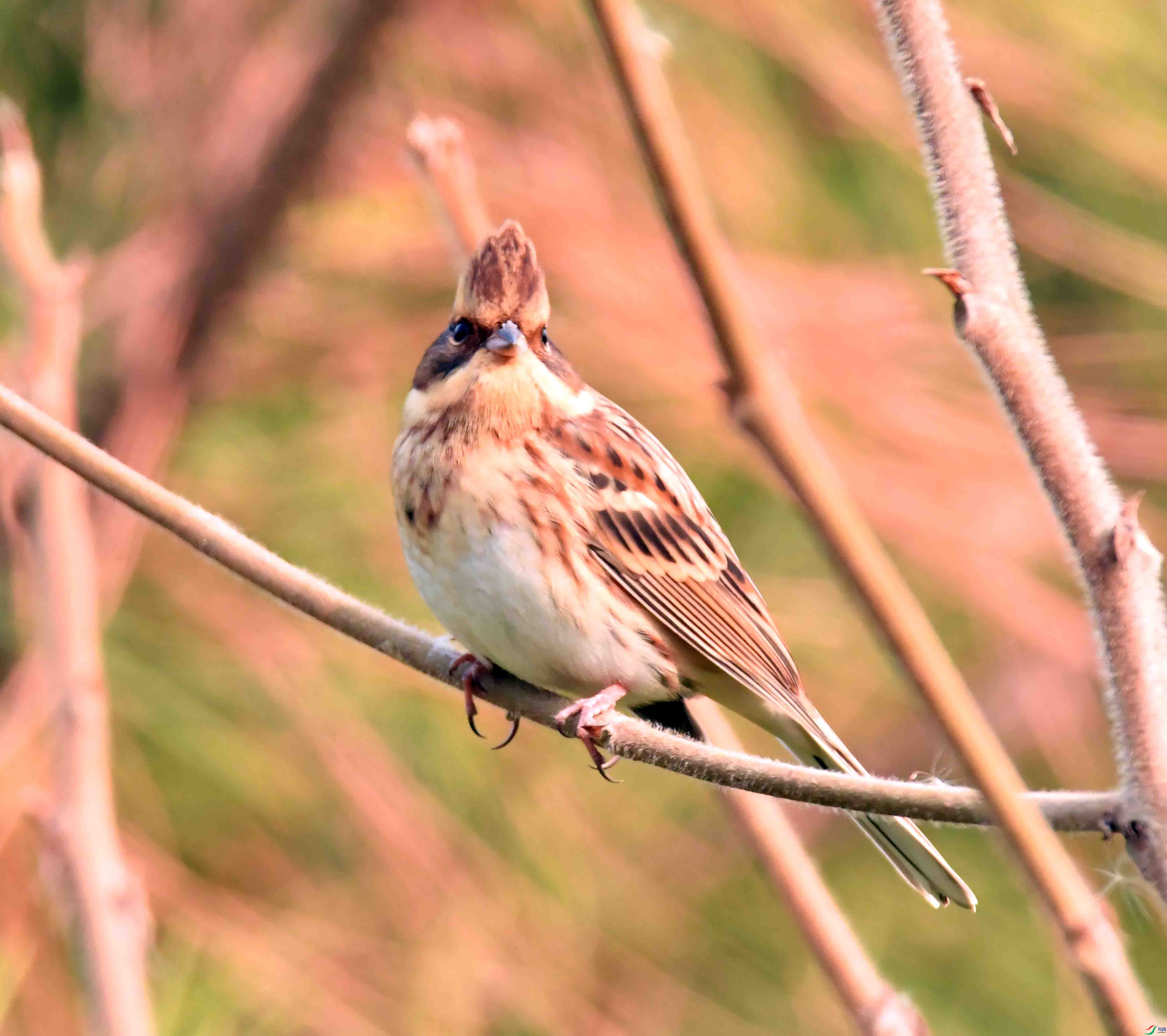 DSC_3447.JPG