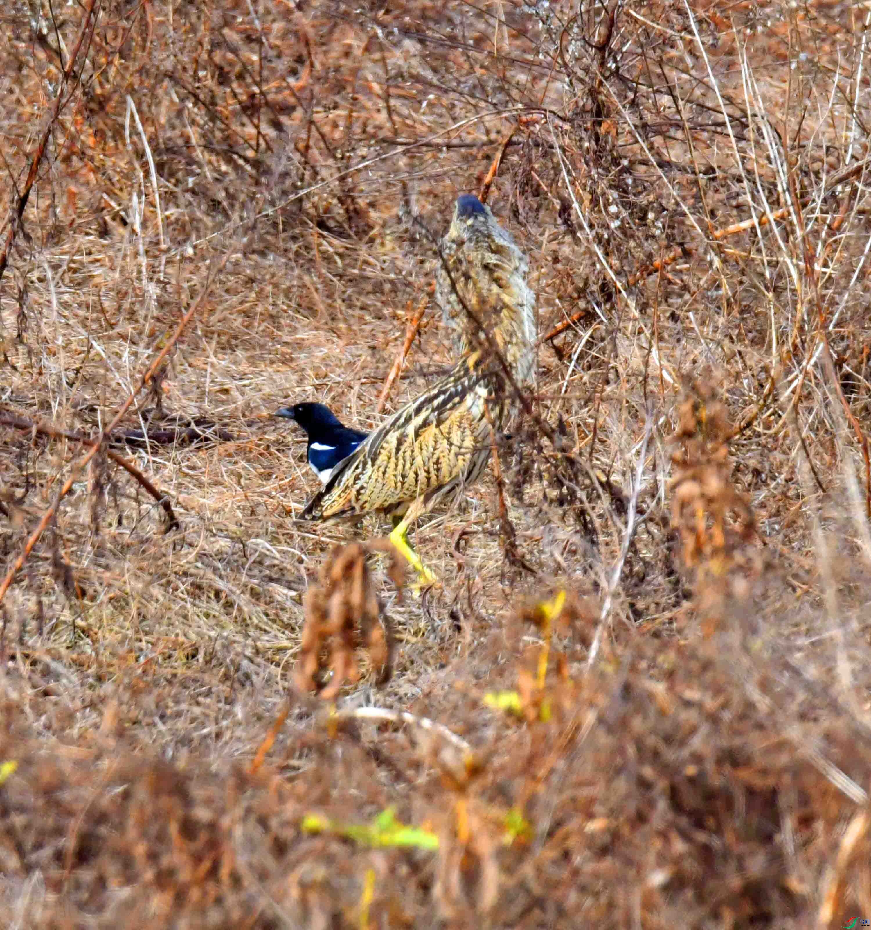 DSC_7547.JPG