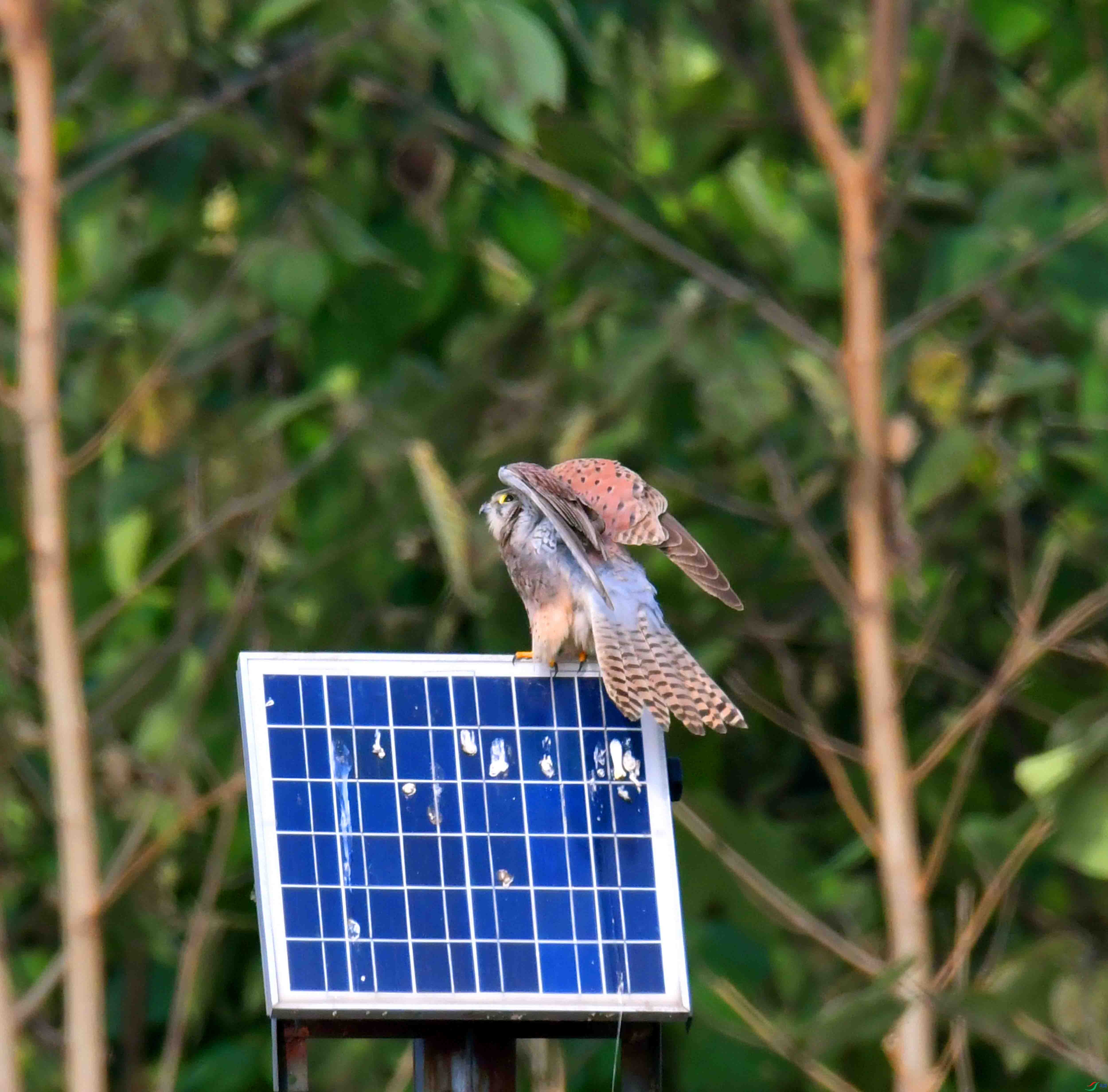 DSC_6398.JPG