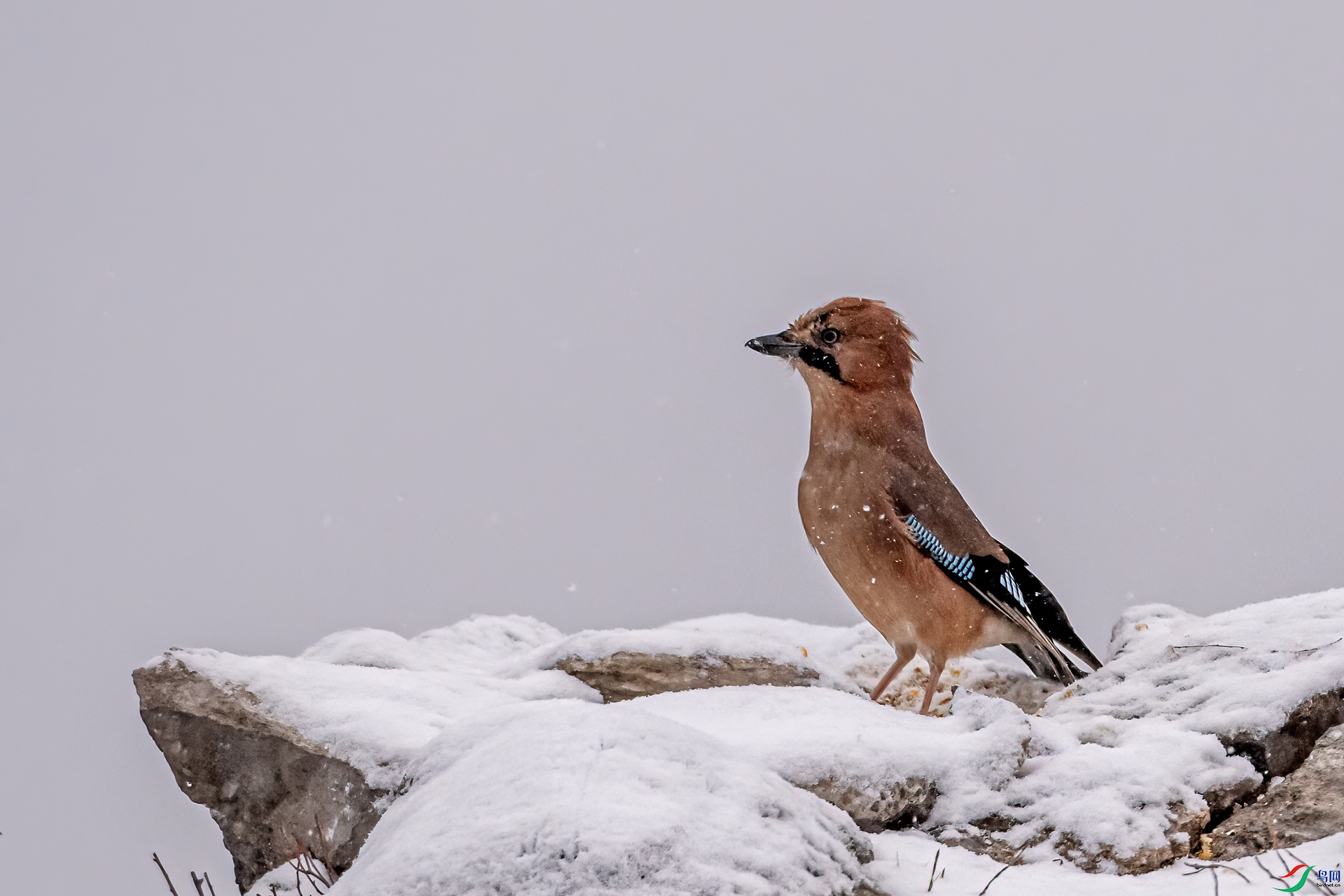 DSC_2637-11.jpg