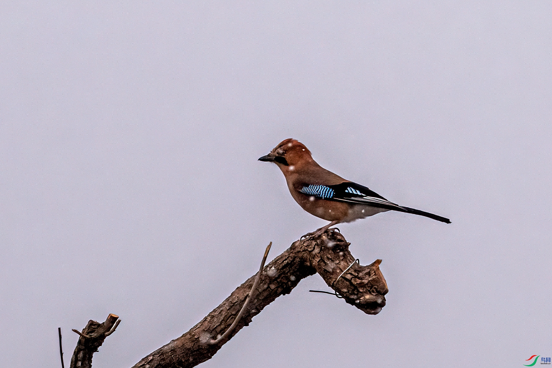 DSC_1810-11.jpg