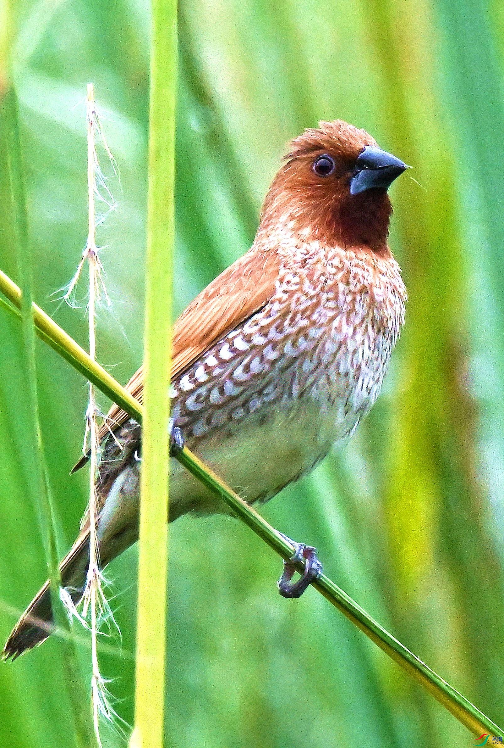 DSC_9802.JPG