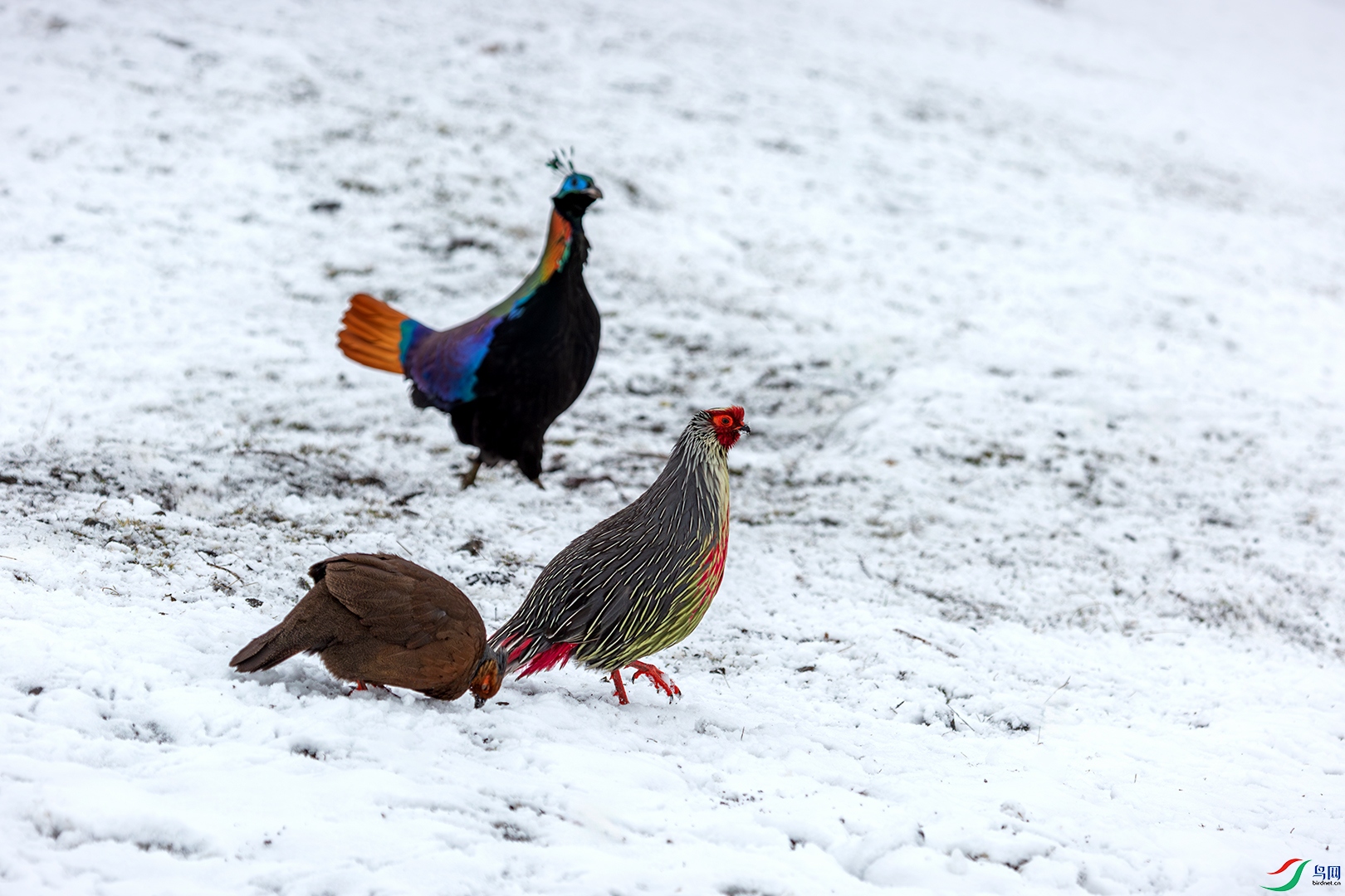 Ѫ������β����