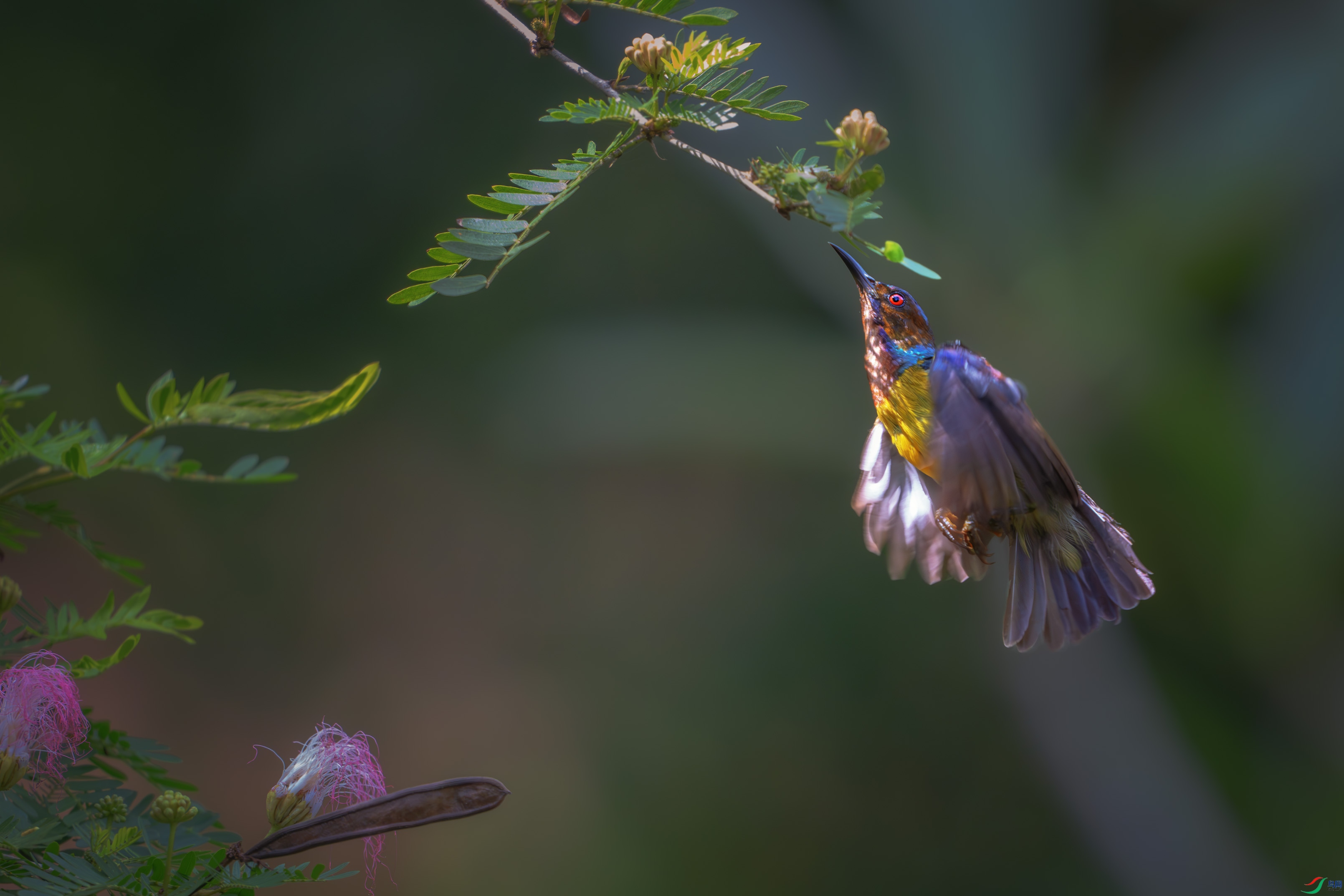 DSC_8517-����ǿ-NR ����1.jpg