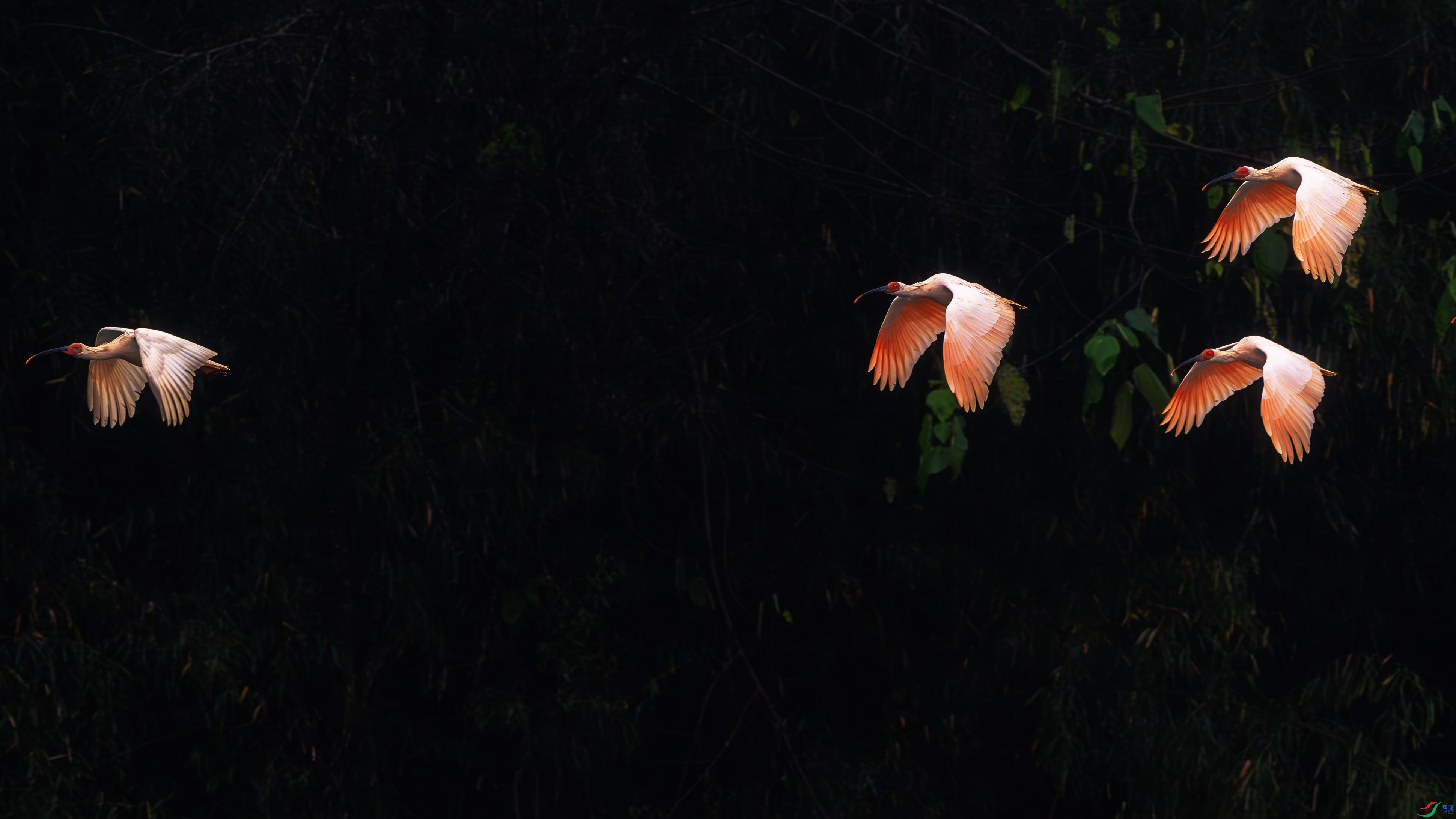 _DSC4992-����ǿ-NR ����1.jpg