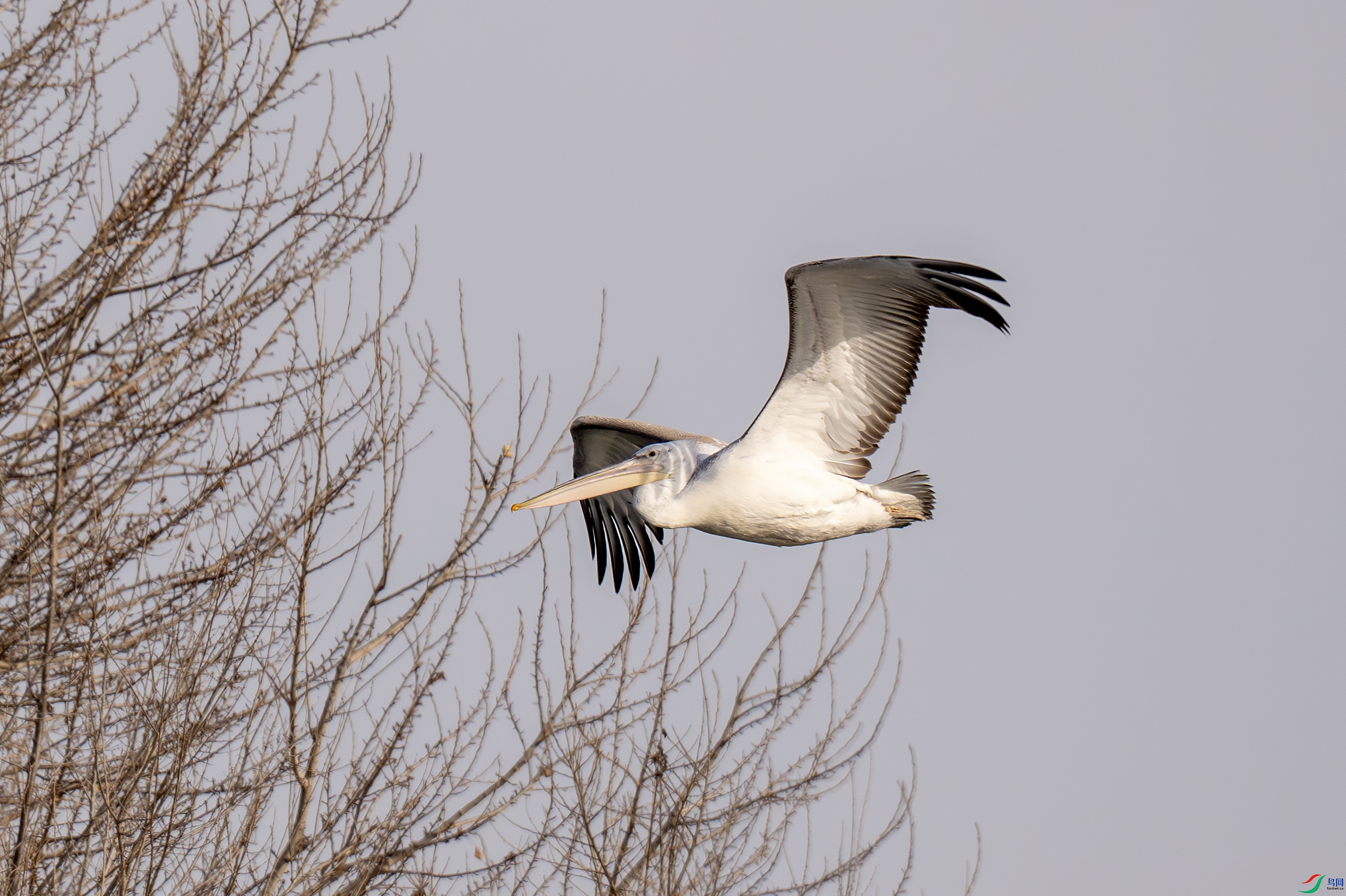 DSC_7466-����.jpg