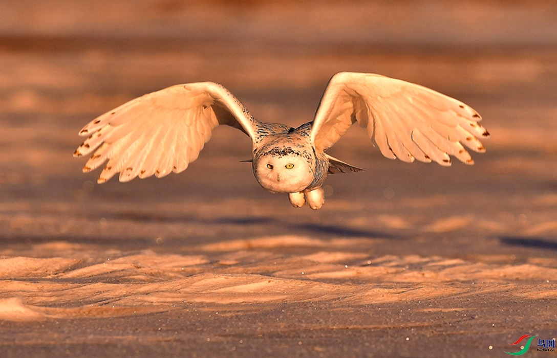 ѩ������