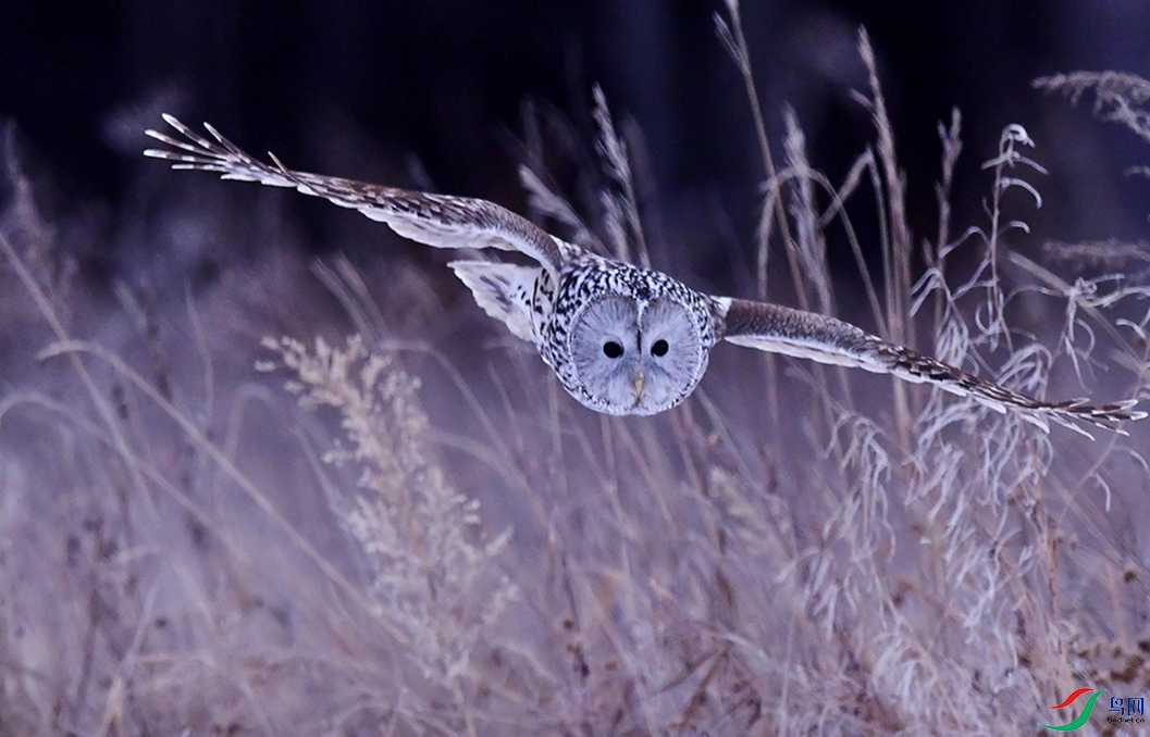 ������Բ����