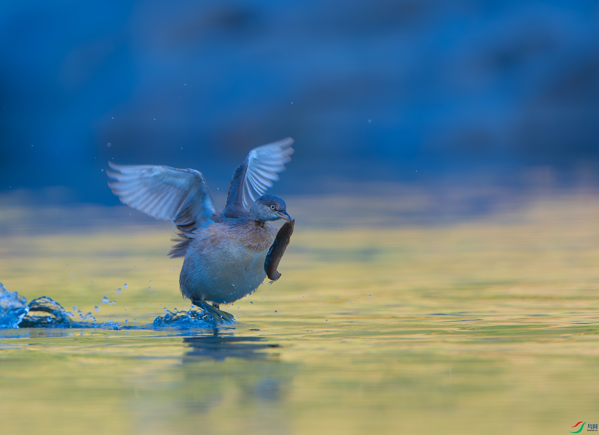 DSC_0239-����ǿ-NR ���� 2.jpg