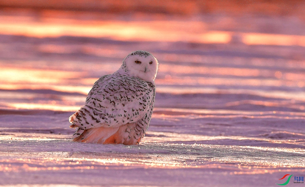 ����һЦ��������