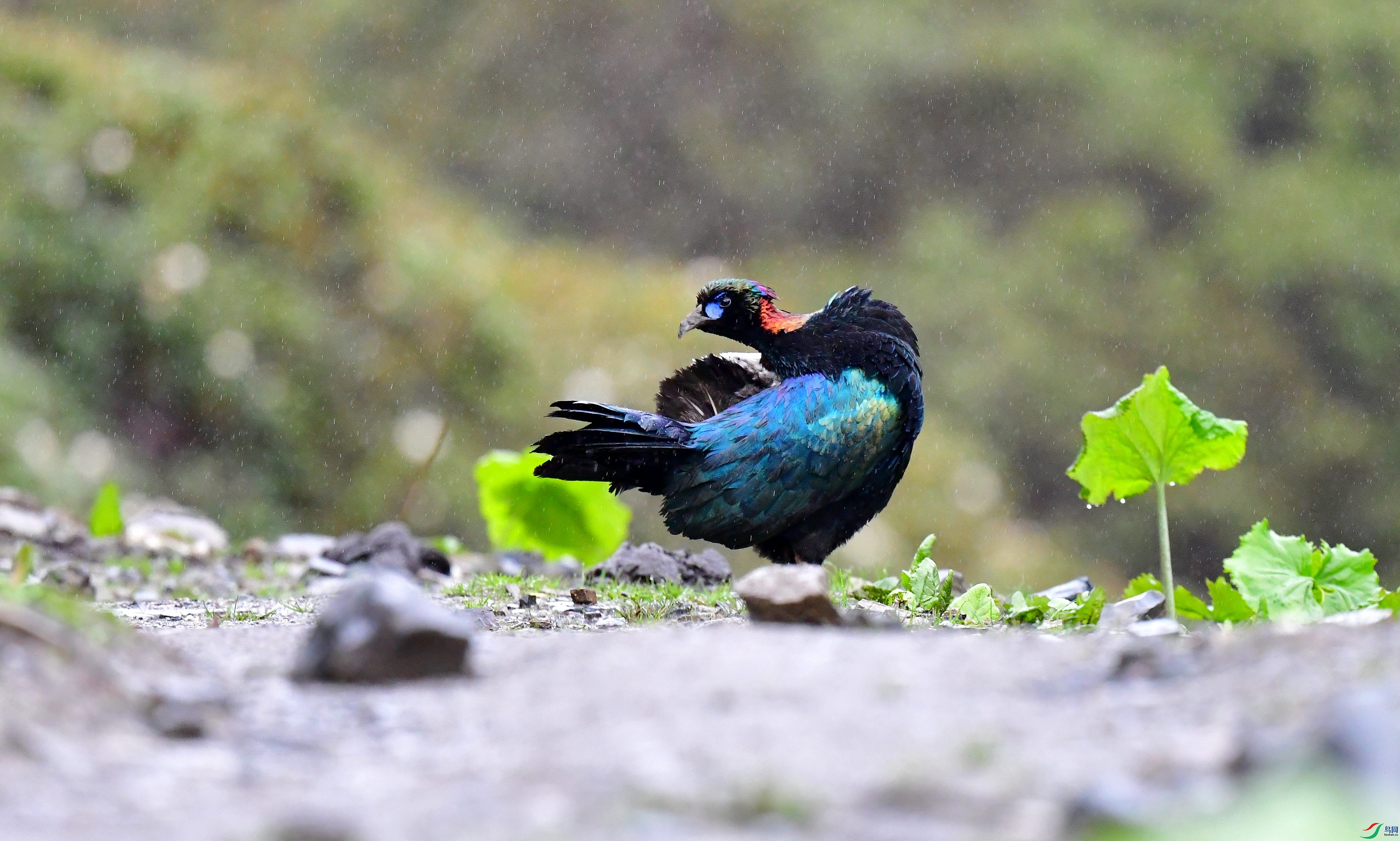 DSC_1957_conew4.jpg