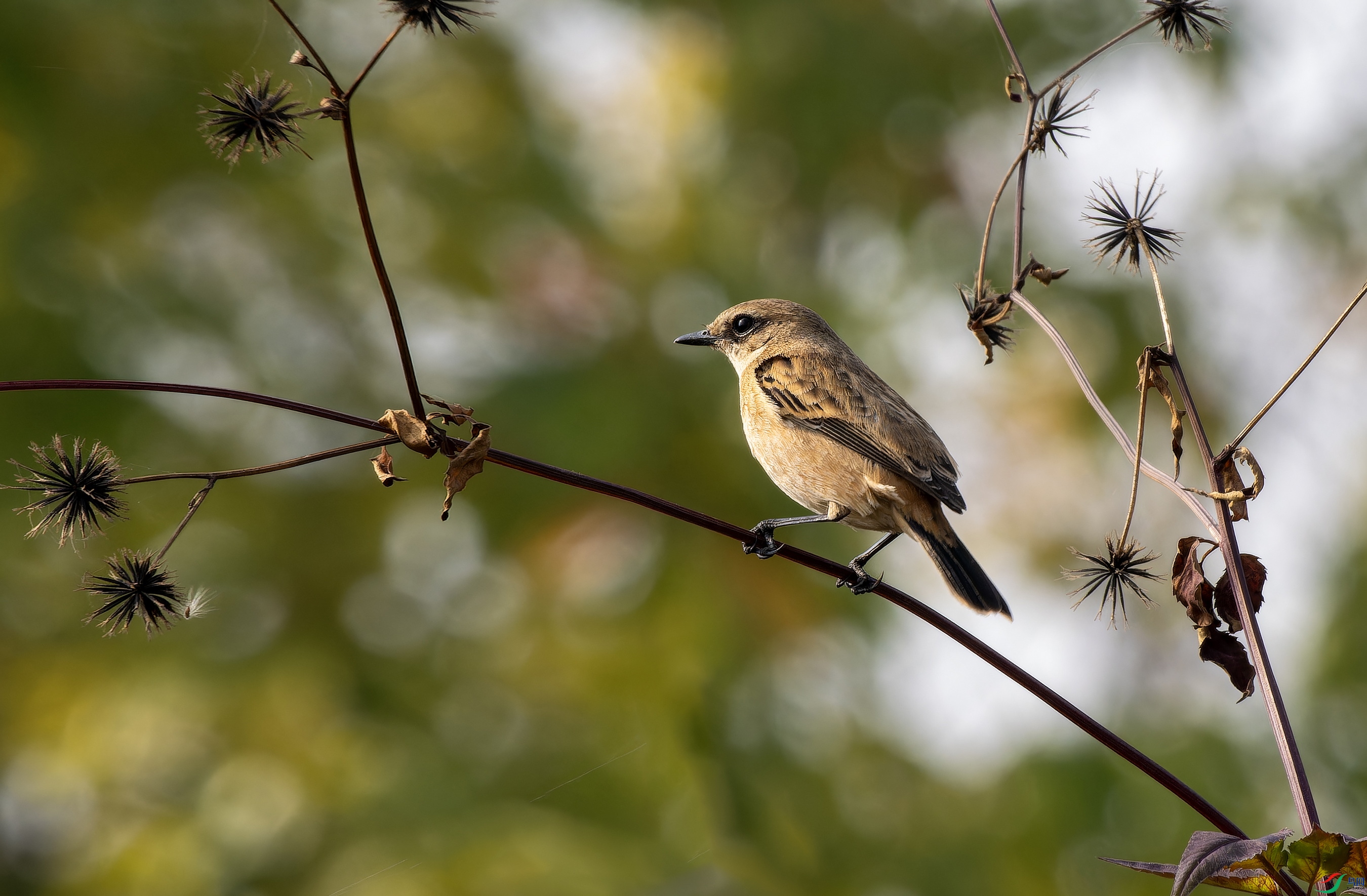 �ں�ʯ (1)-01.jpg