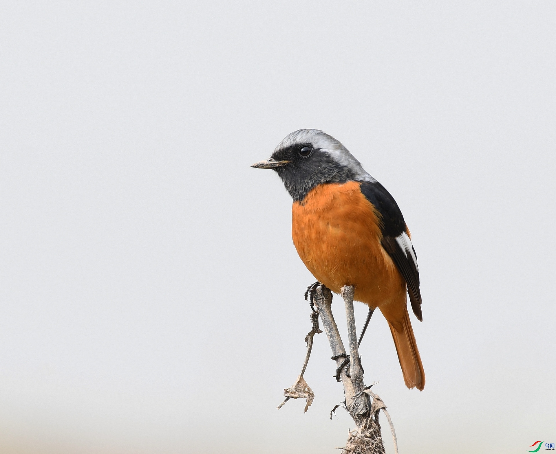DSC_7521.jpg