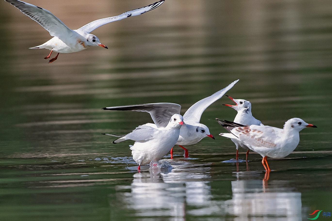 DSC_7128---.jpg
