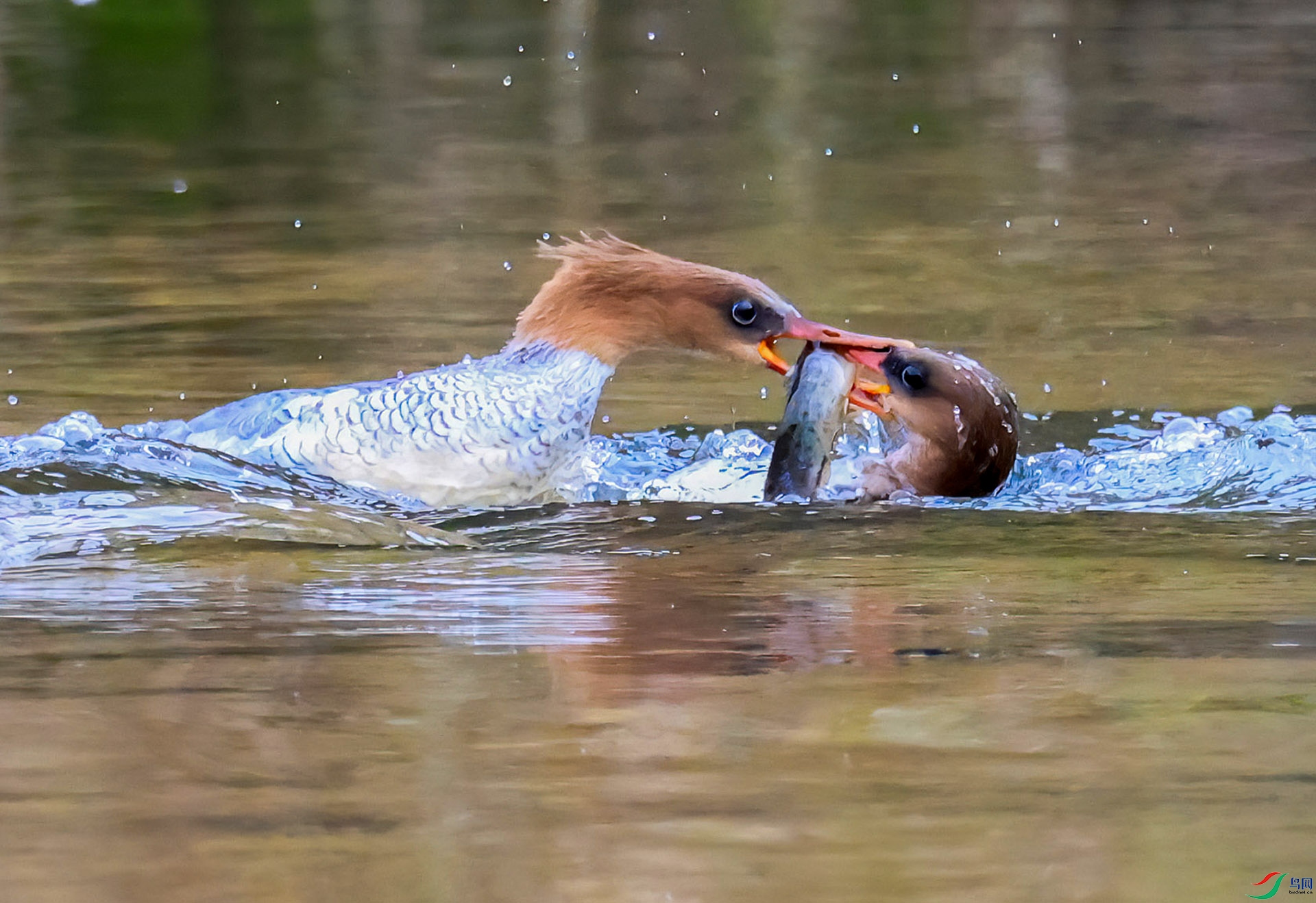 ��ɳѼ��������ս E8A9901-----333.jpg