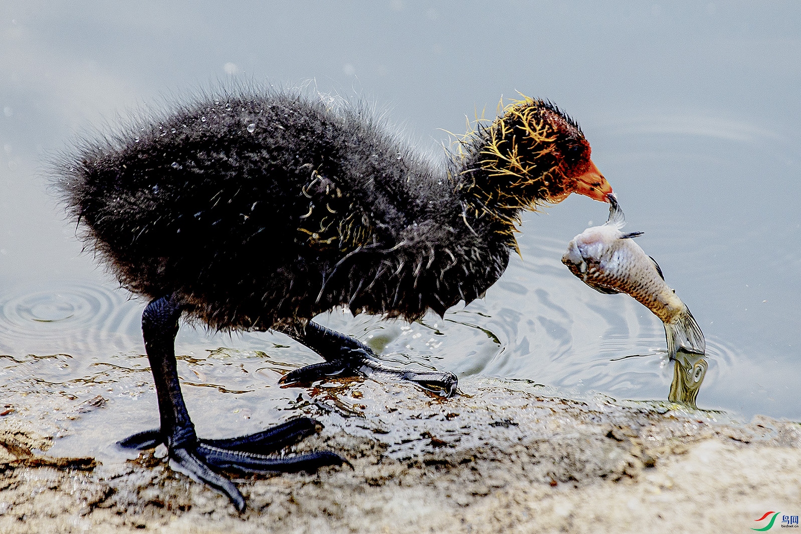 _MG_2158 ���� 2.jpg