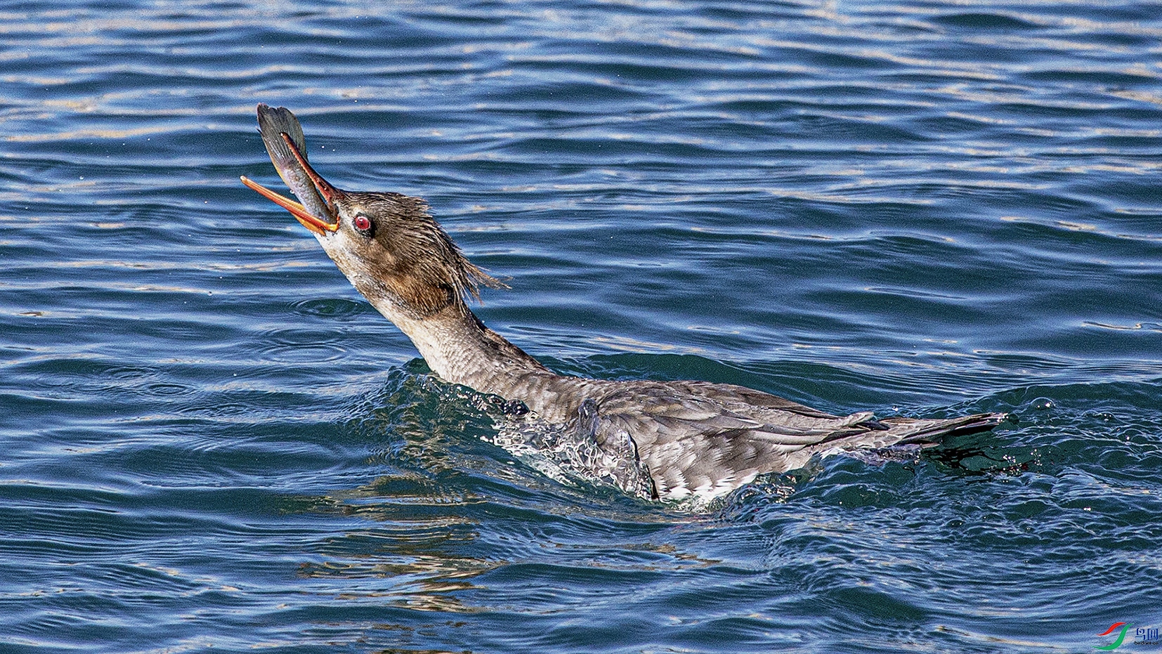 _MG_2995 ���� 2.jpg