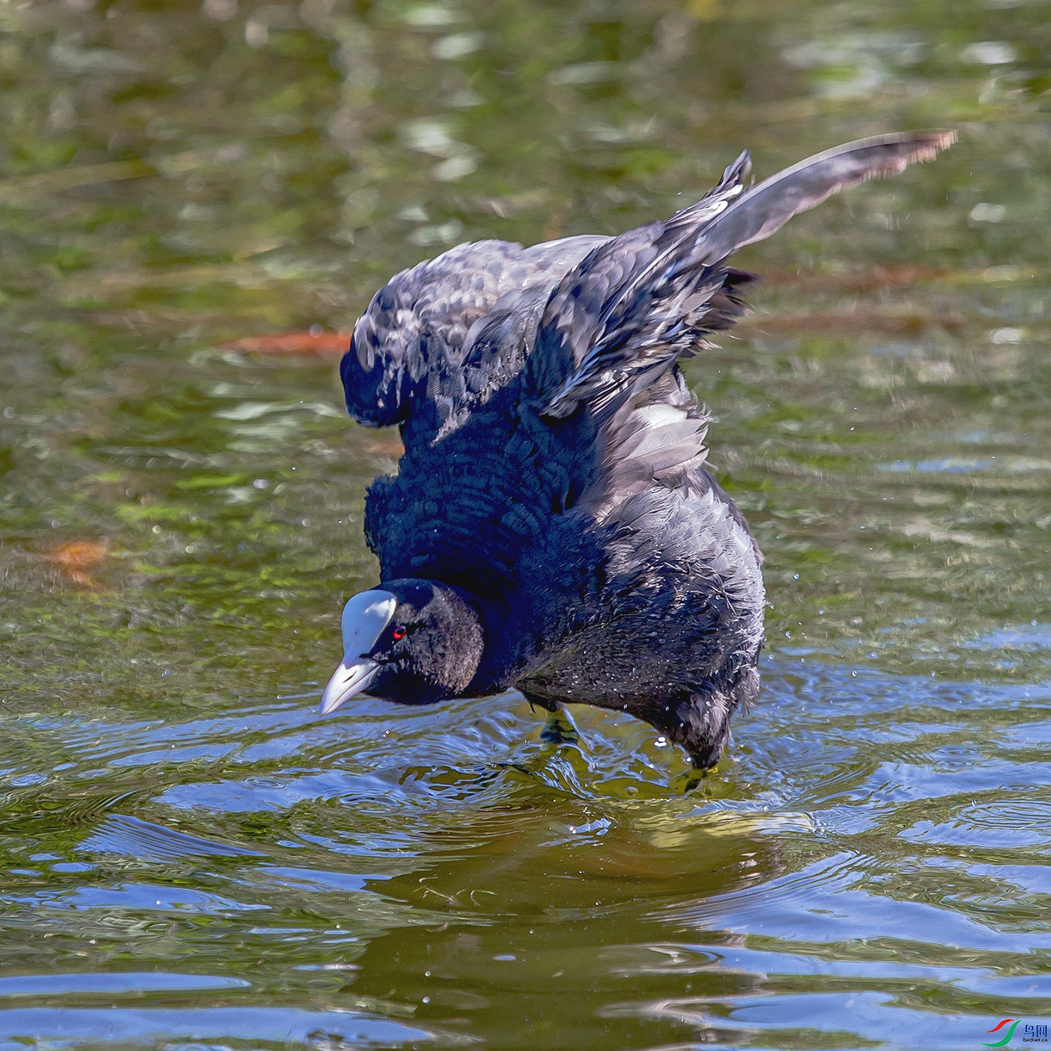 _MG_4162 ����.jpg