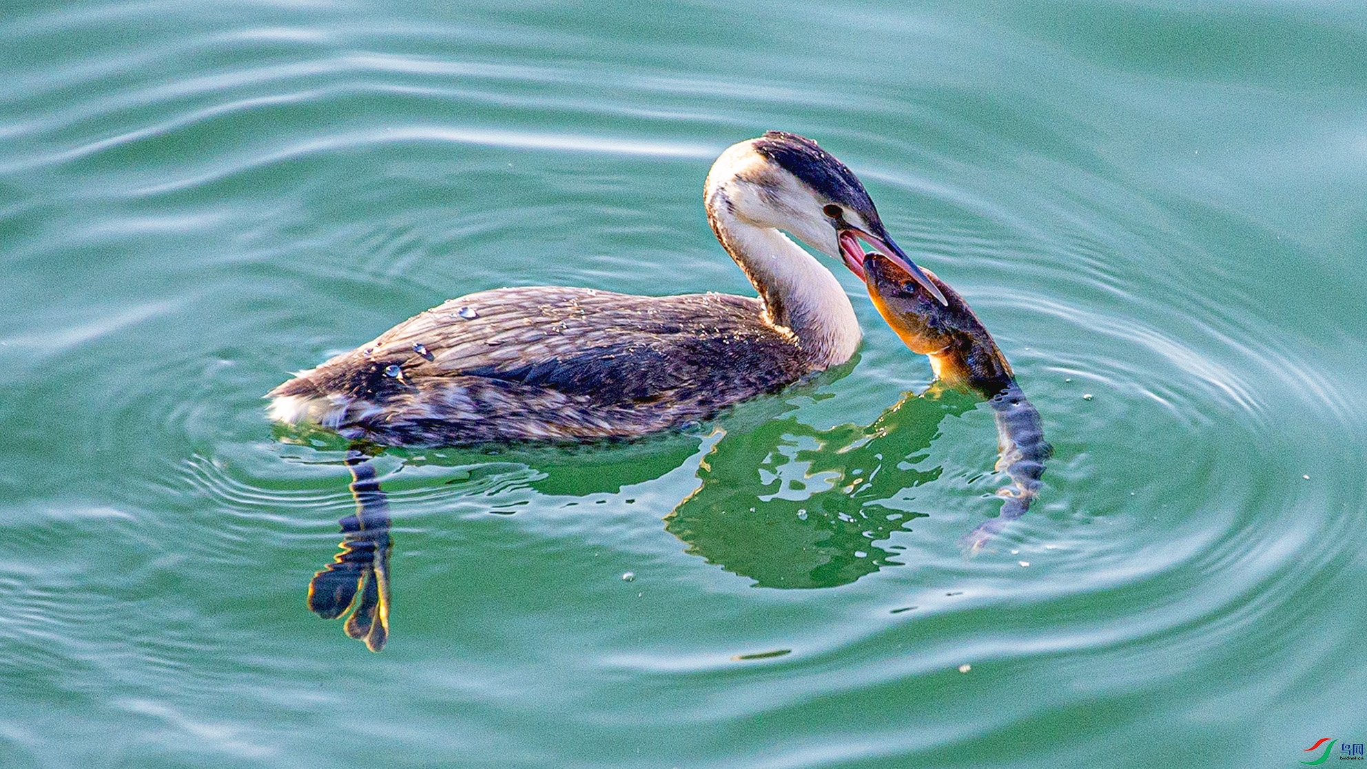 _MG_6452 ����.jpg