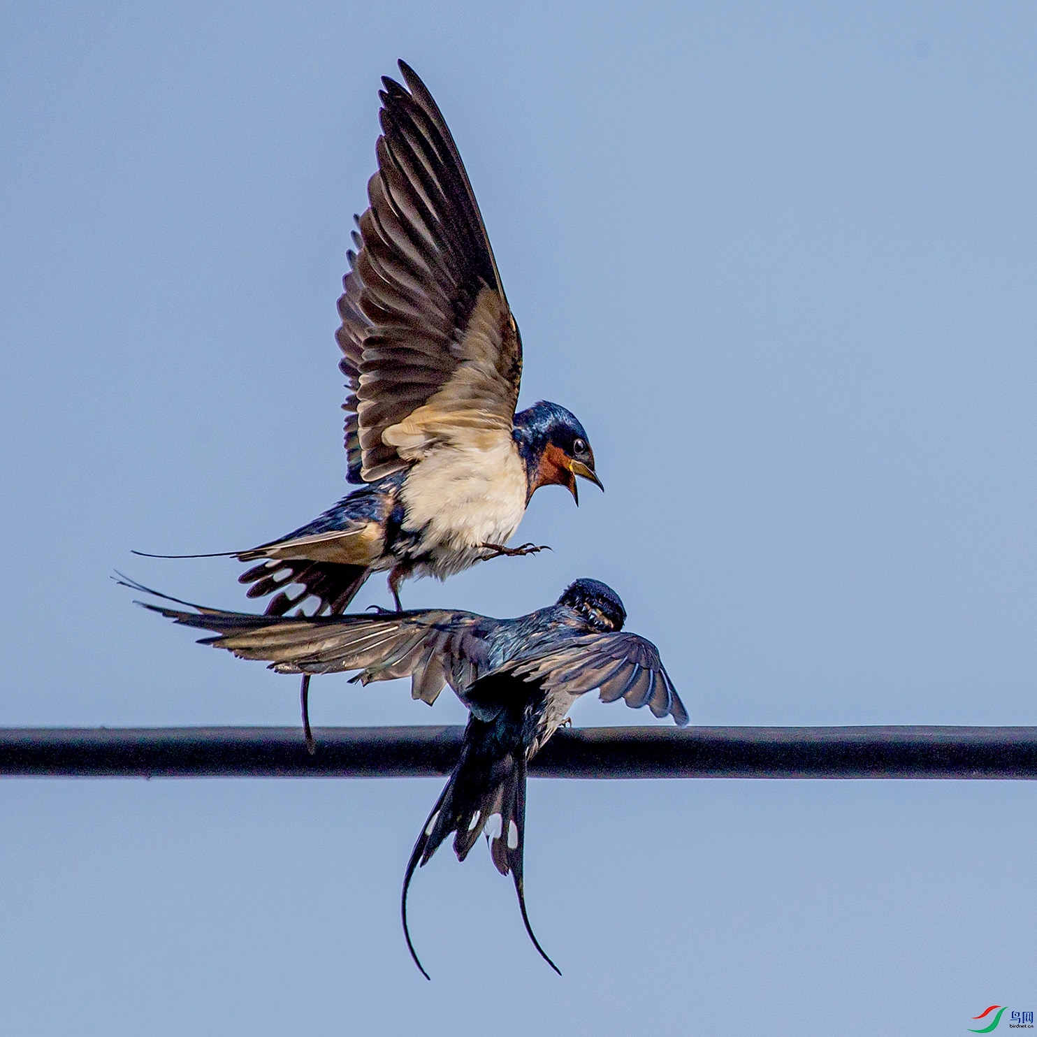 _MG_2915 ����.jpg