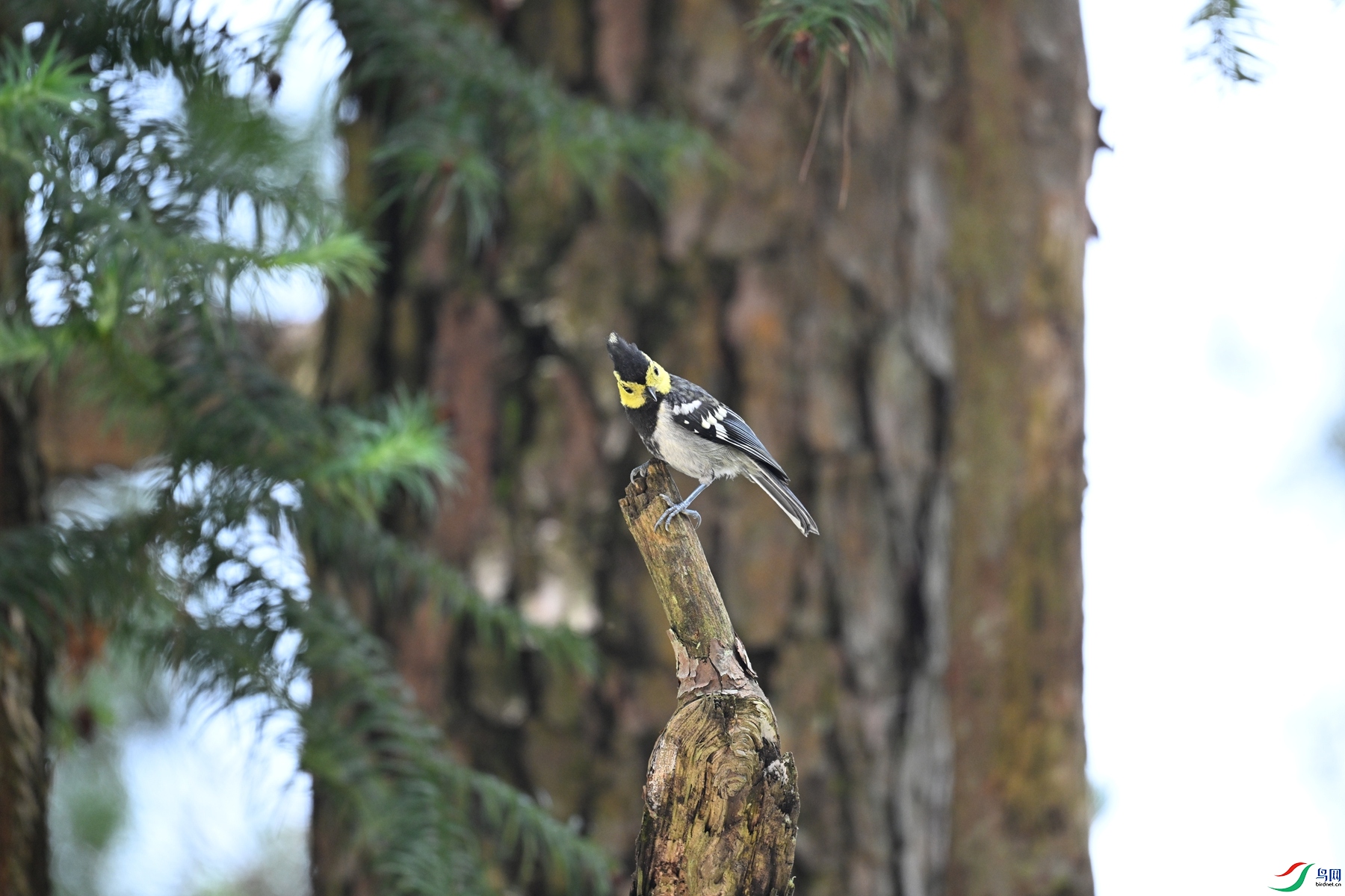 DSC_0081.JPG