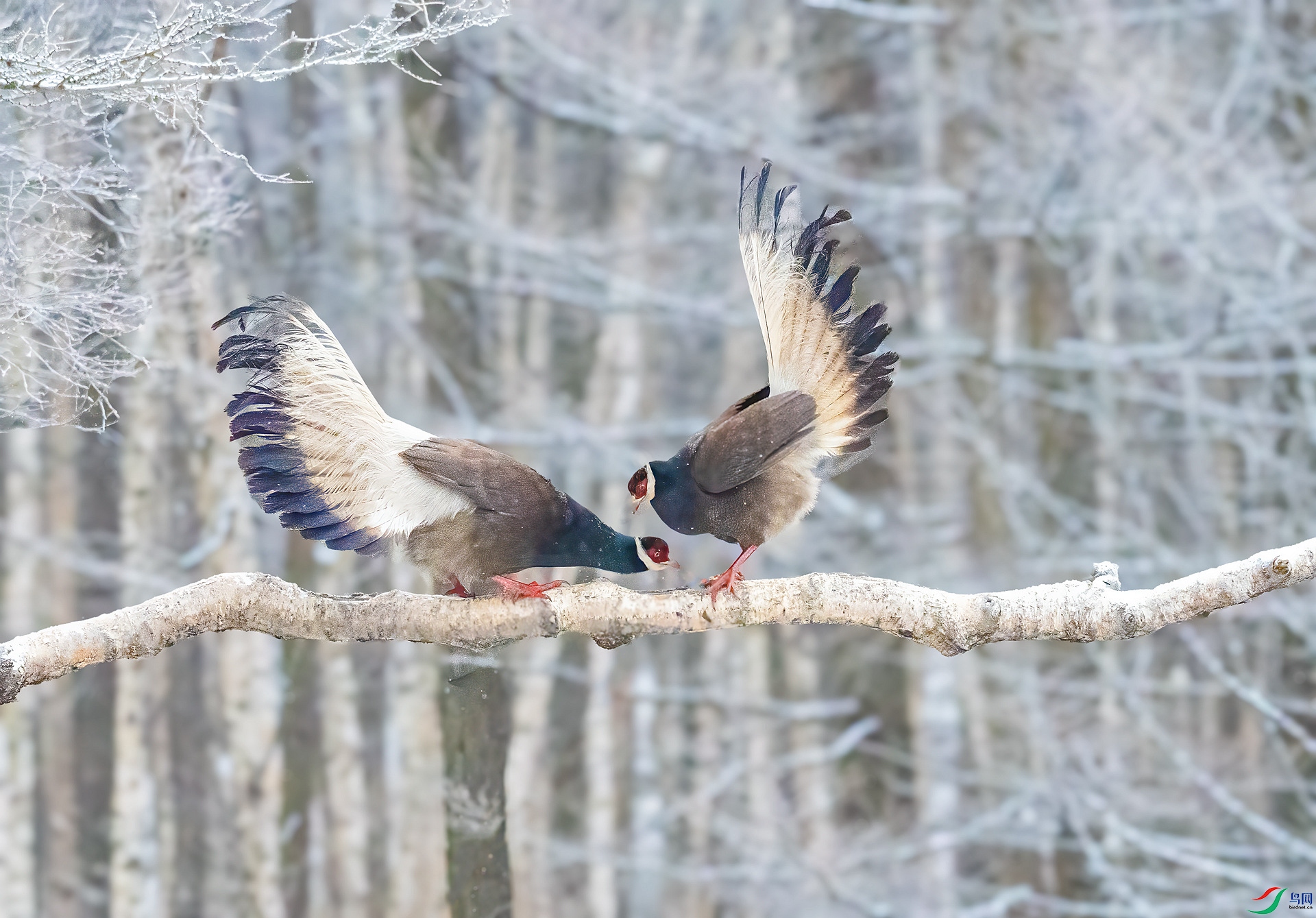 DSC_9427_����.jpg