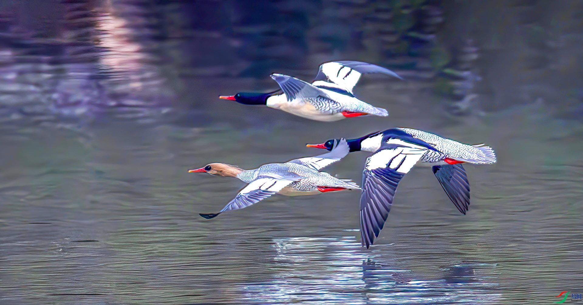 407A9038----33  .jpg