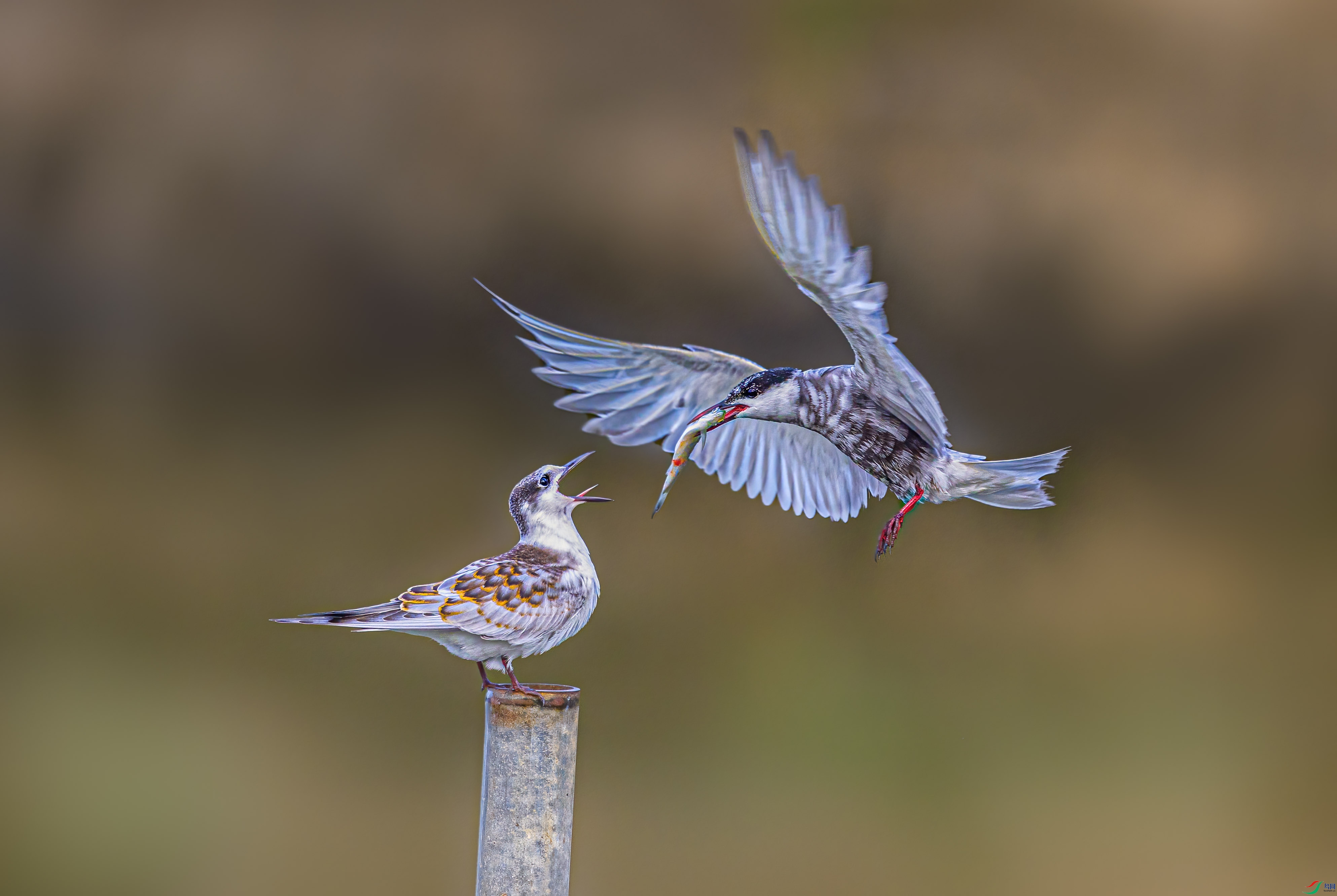 0G6A8017-��.jpg