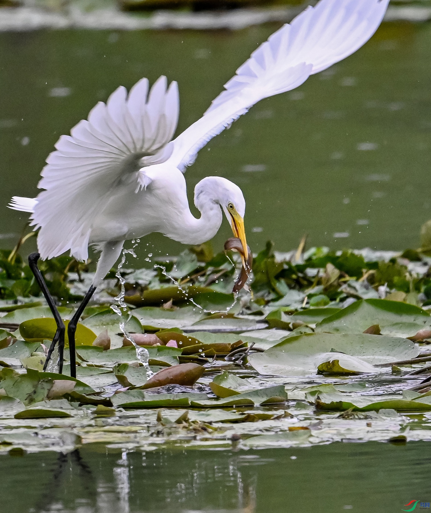 DSC_2473---_conew1.jpg
