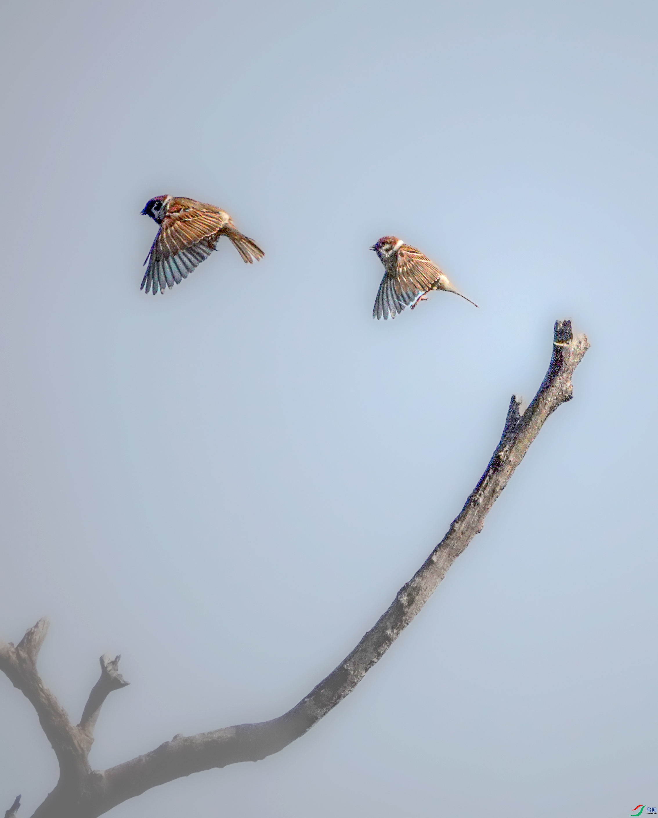 1885700 ����.jpg