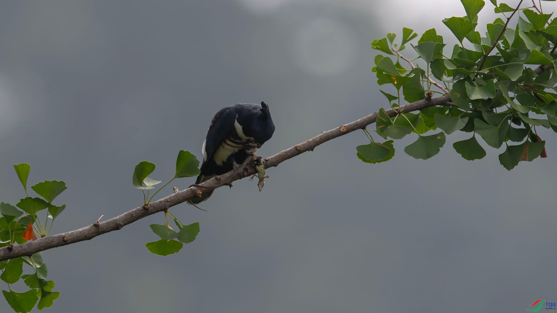 _WGB1249 ����.jpg