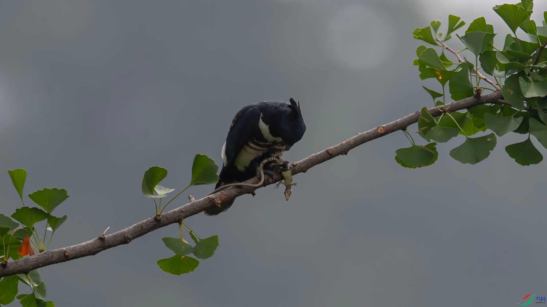 _WGB1250 ����.jpg