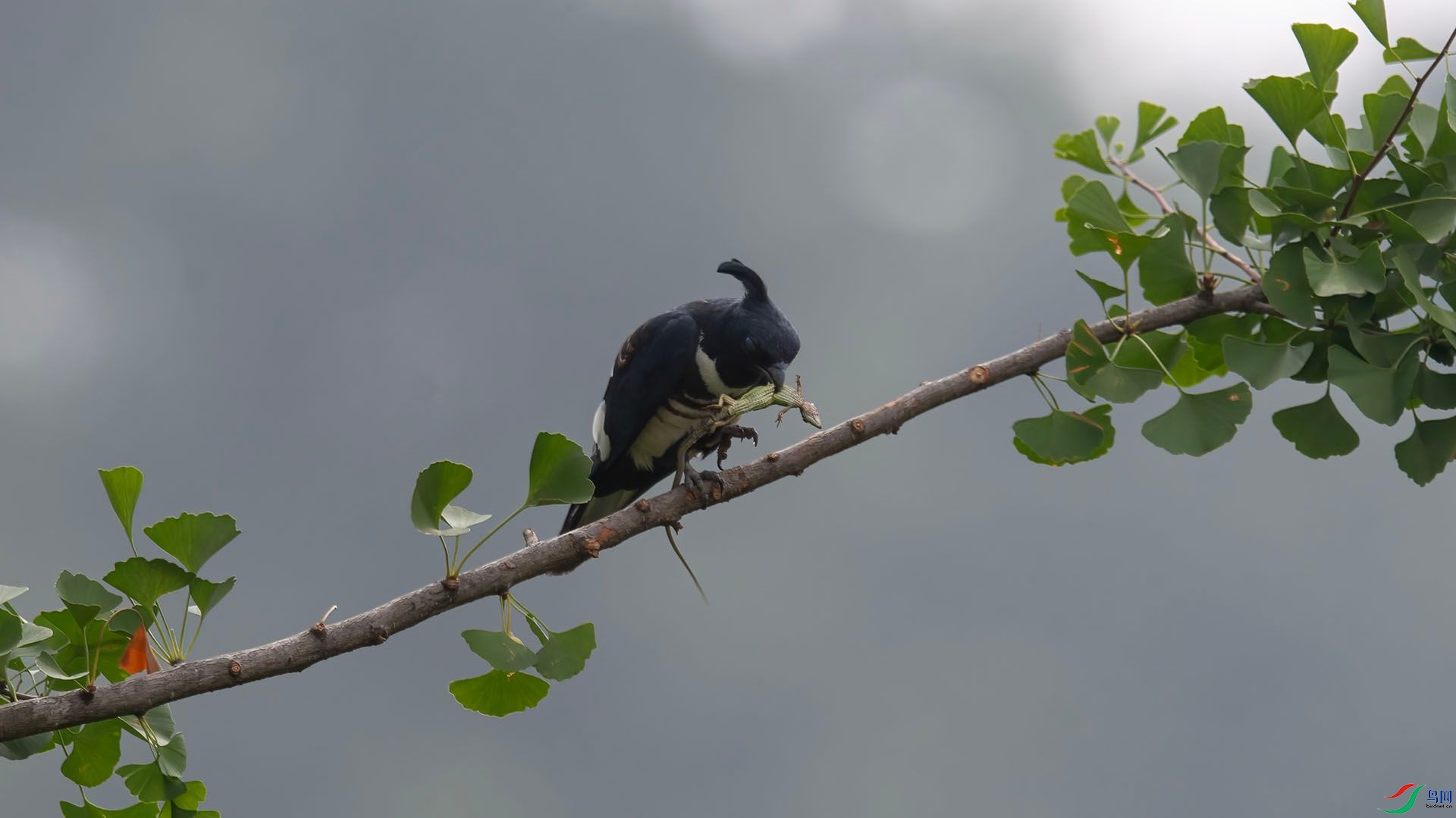 _WGB1252 ����.jpg