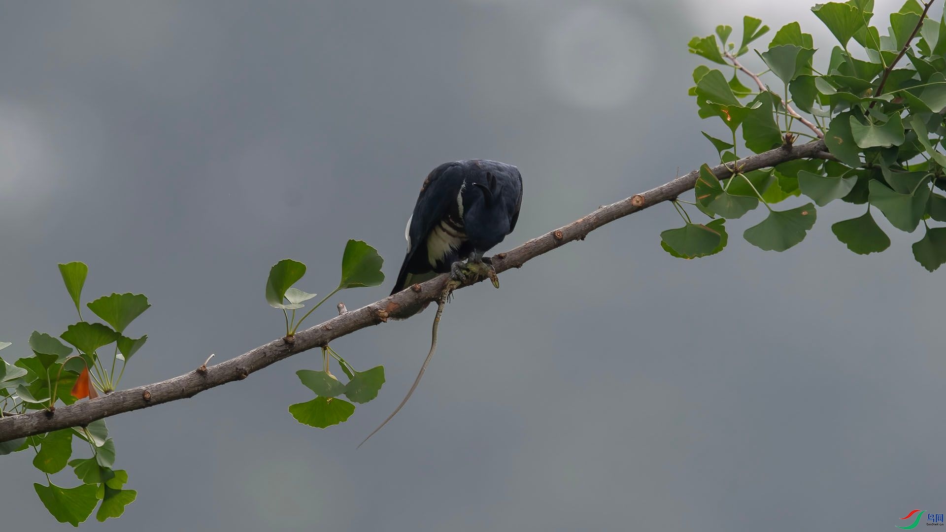 _WGB1275 ����.jpg