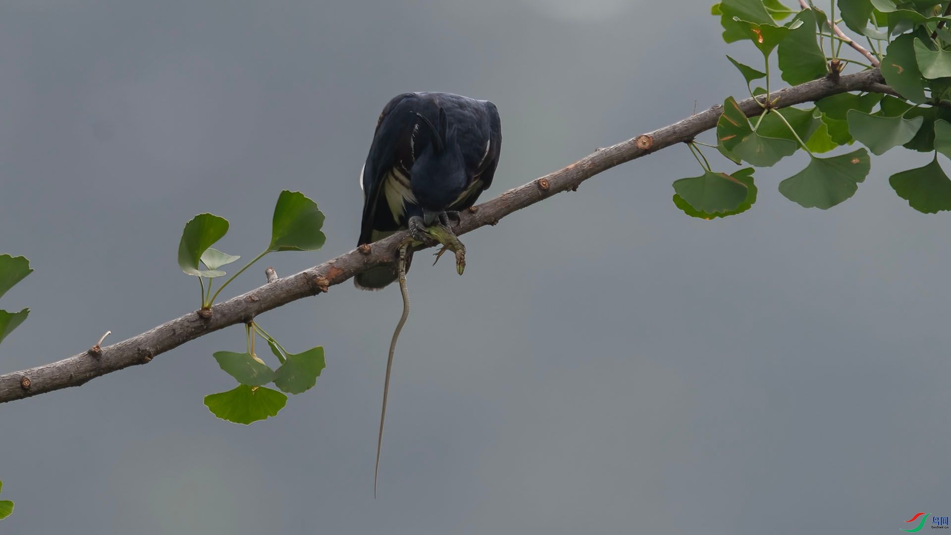 _WGB1314 ����.jpg