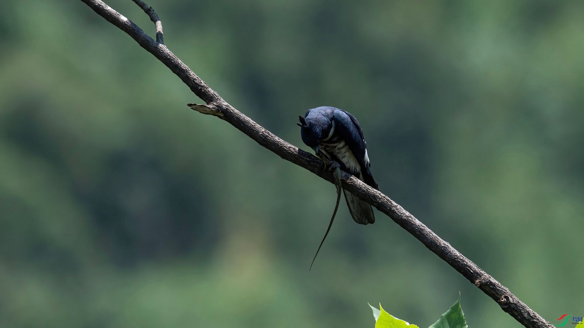 _WGB9768 ����.jpg