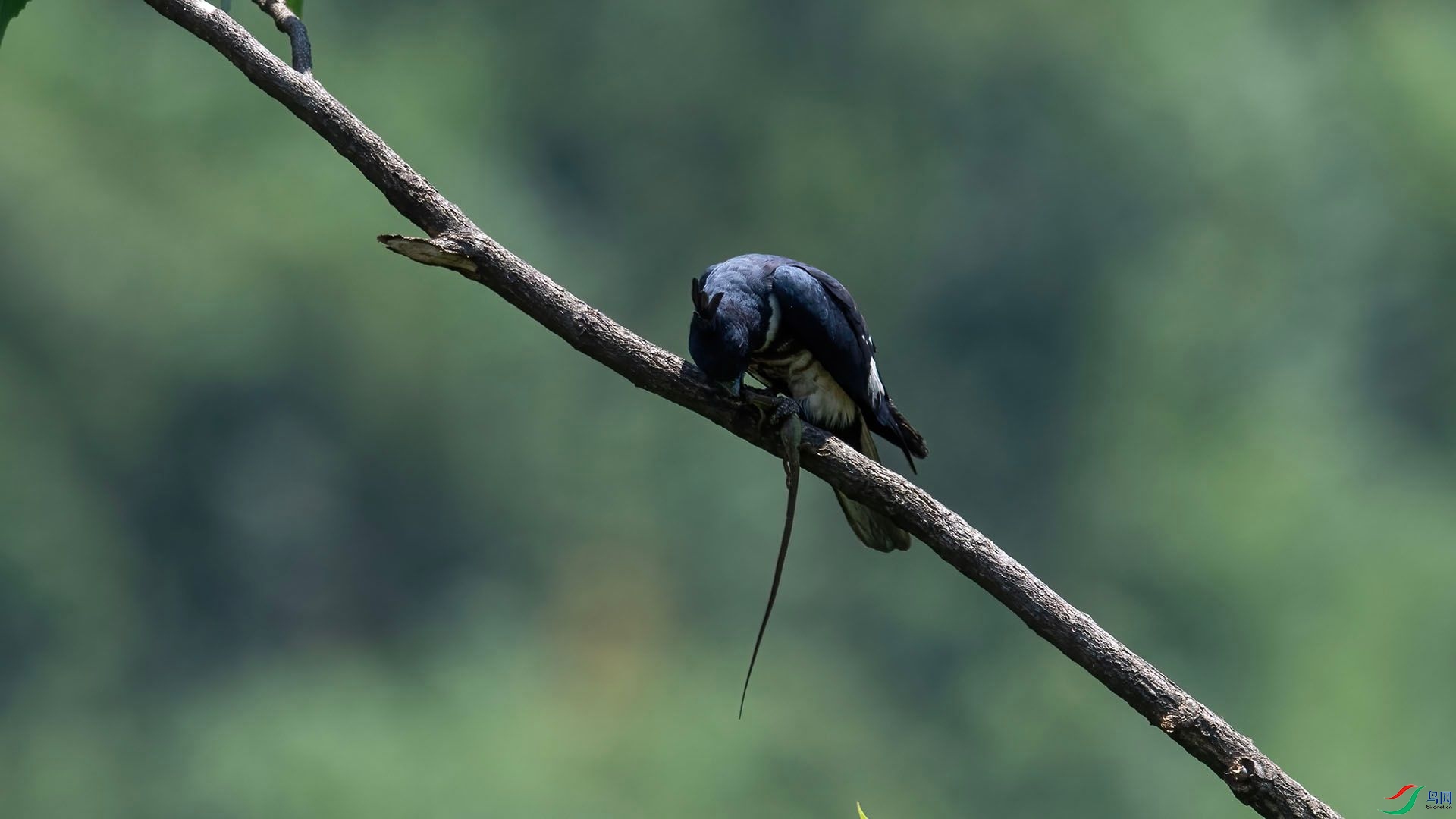 _WGB9771 ����.jpg