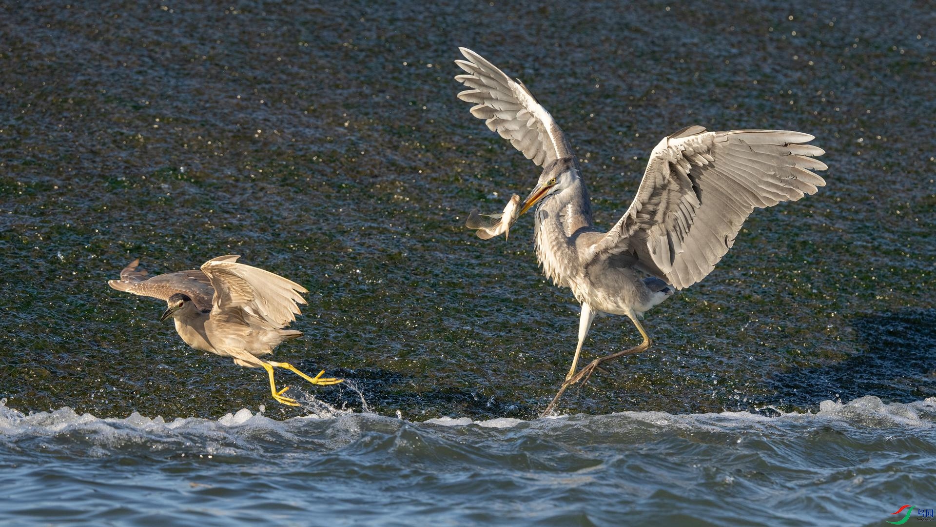 DSC02928 ����.jpg