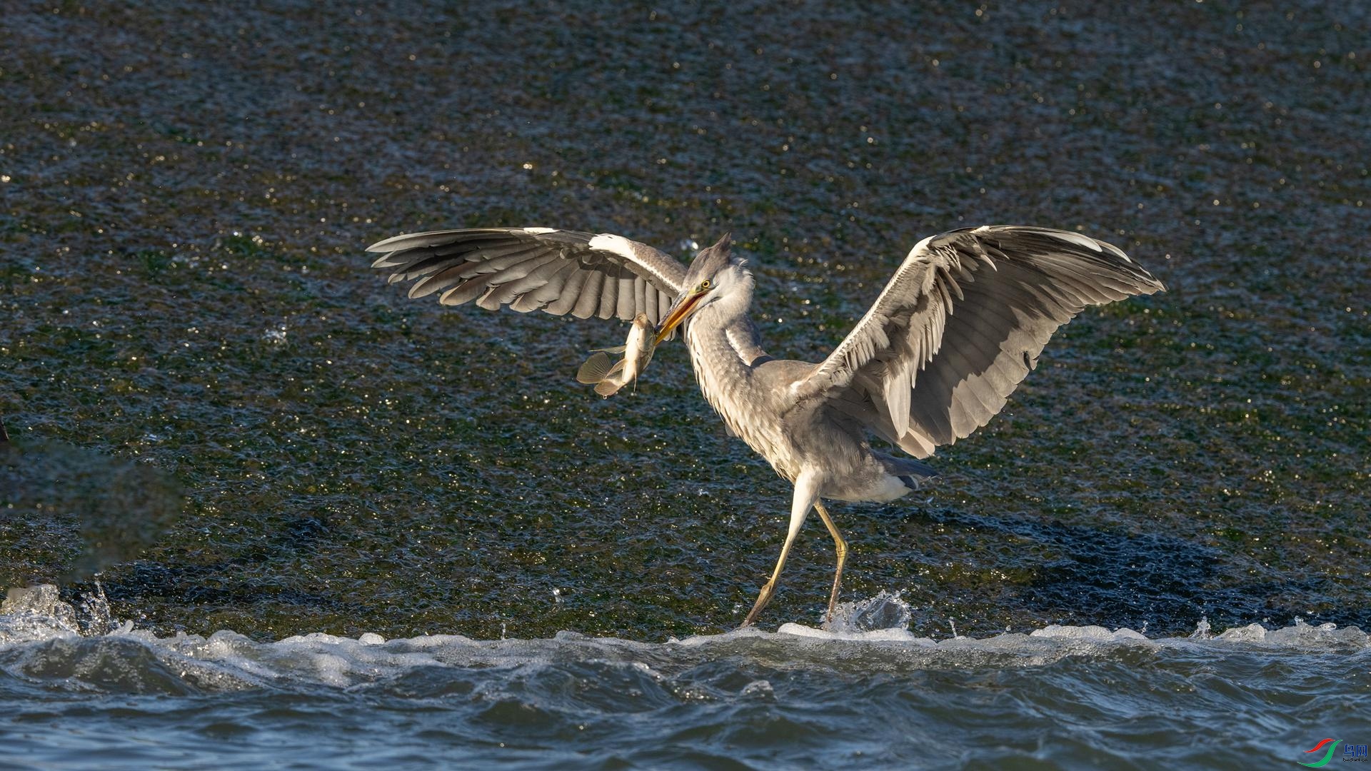 DSC02933 ����.jpg