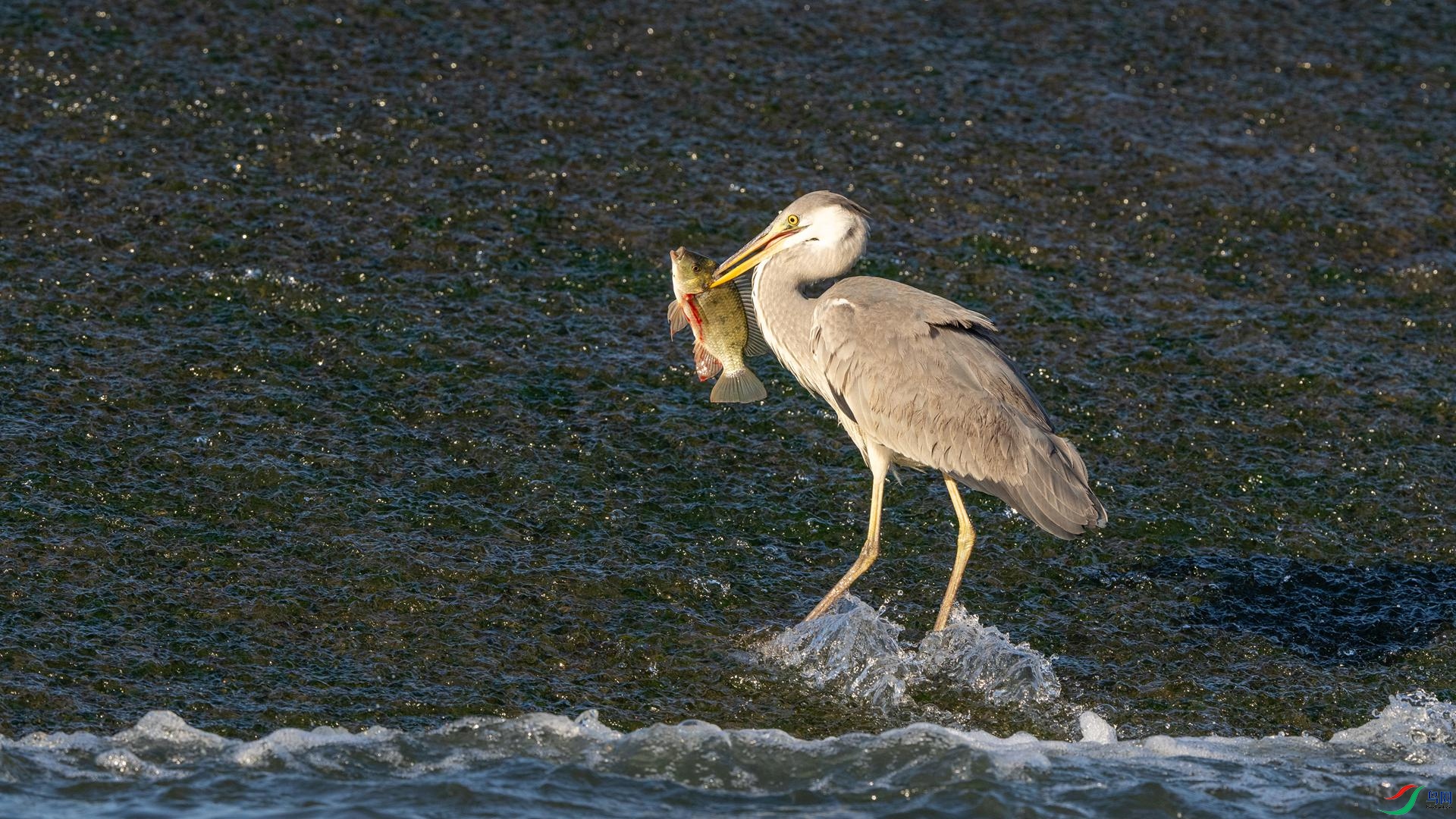 DSC03115 ����.jpg