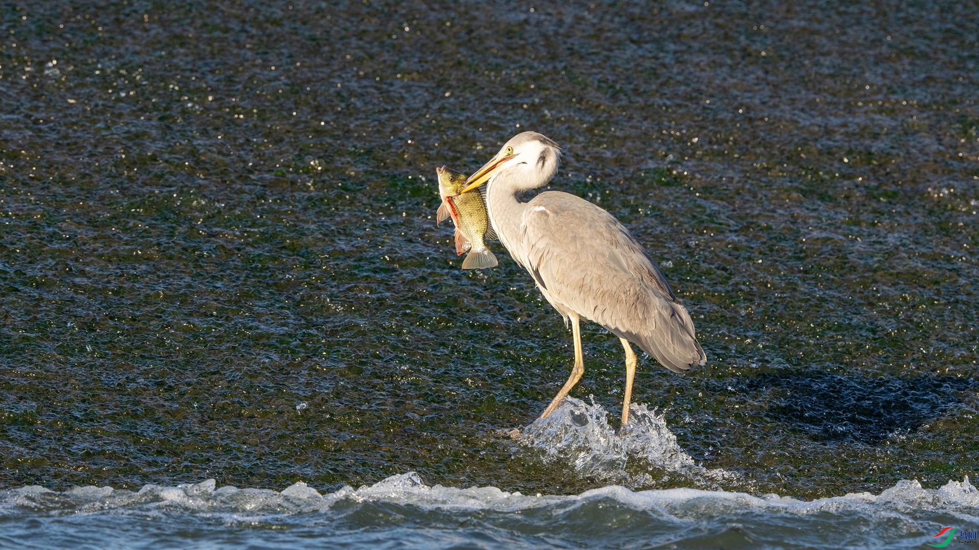 DSC03121 ����.jpg