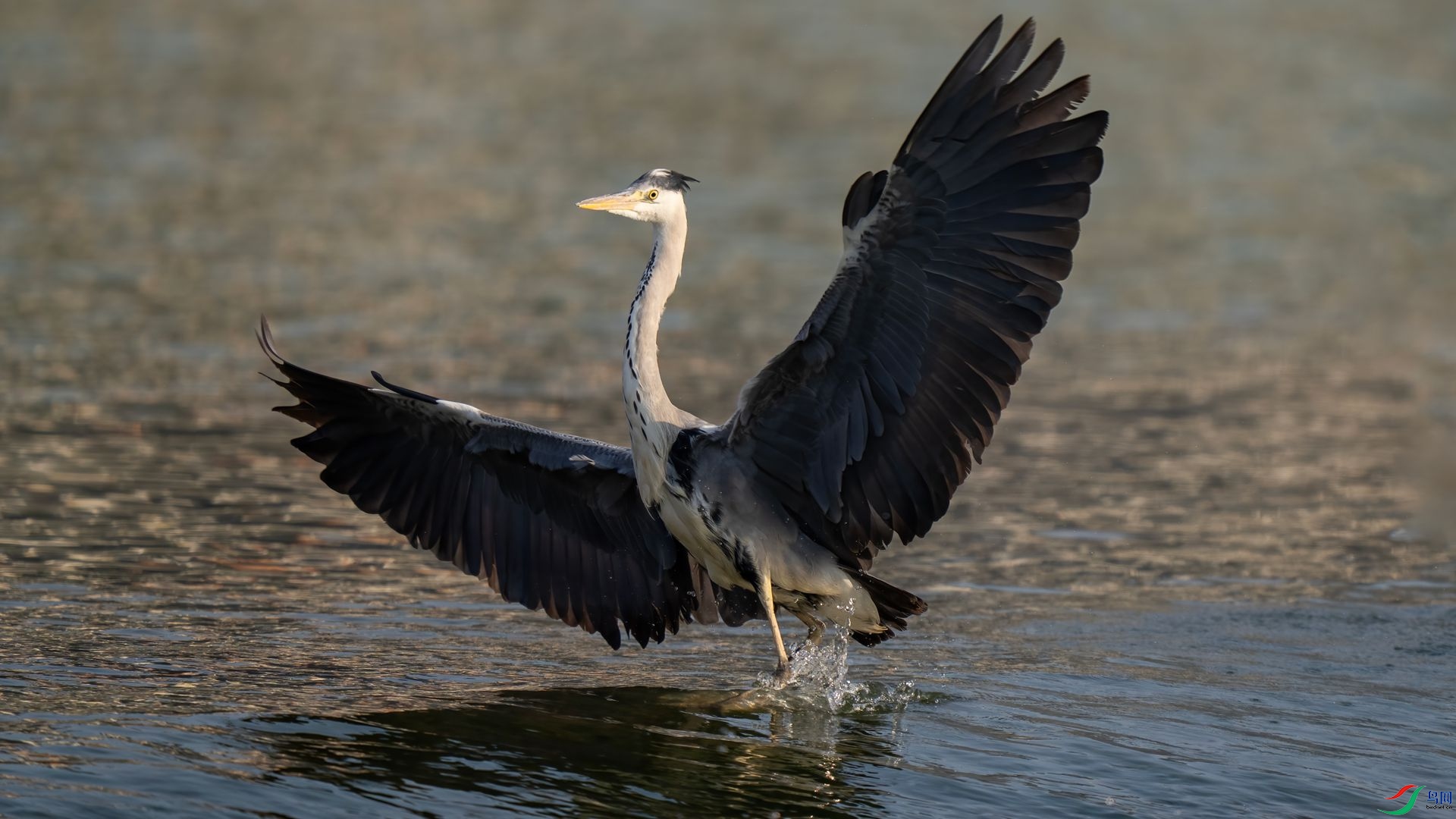 DSC06187 ����.jpg