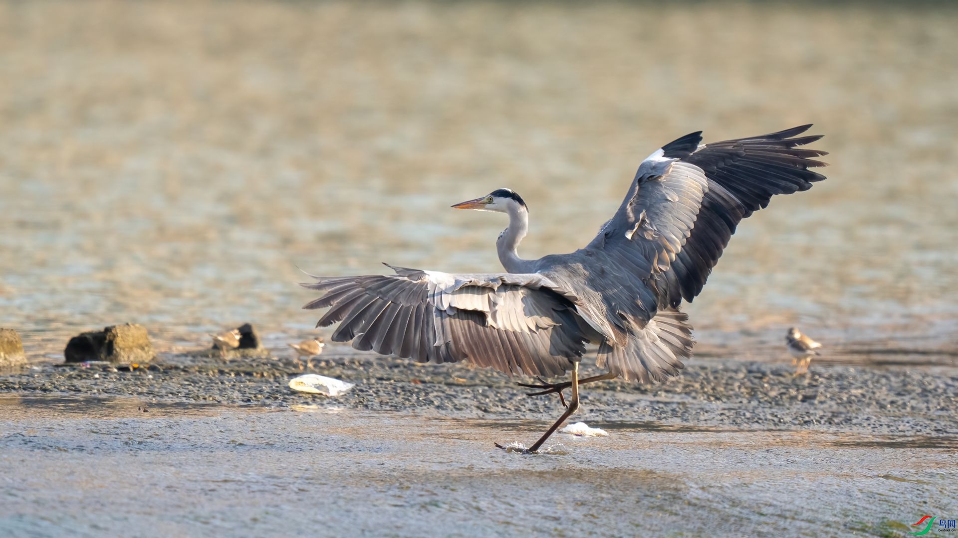 DSC06379 ����.jpg