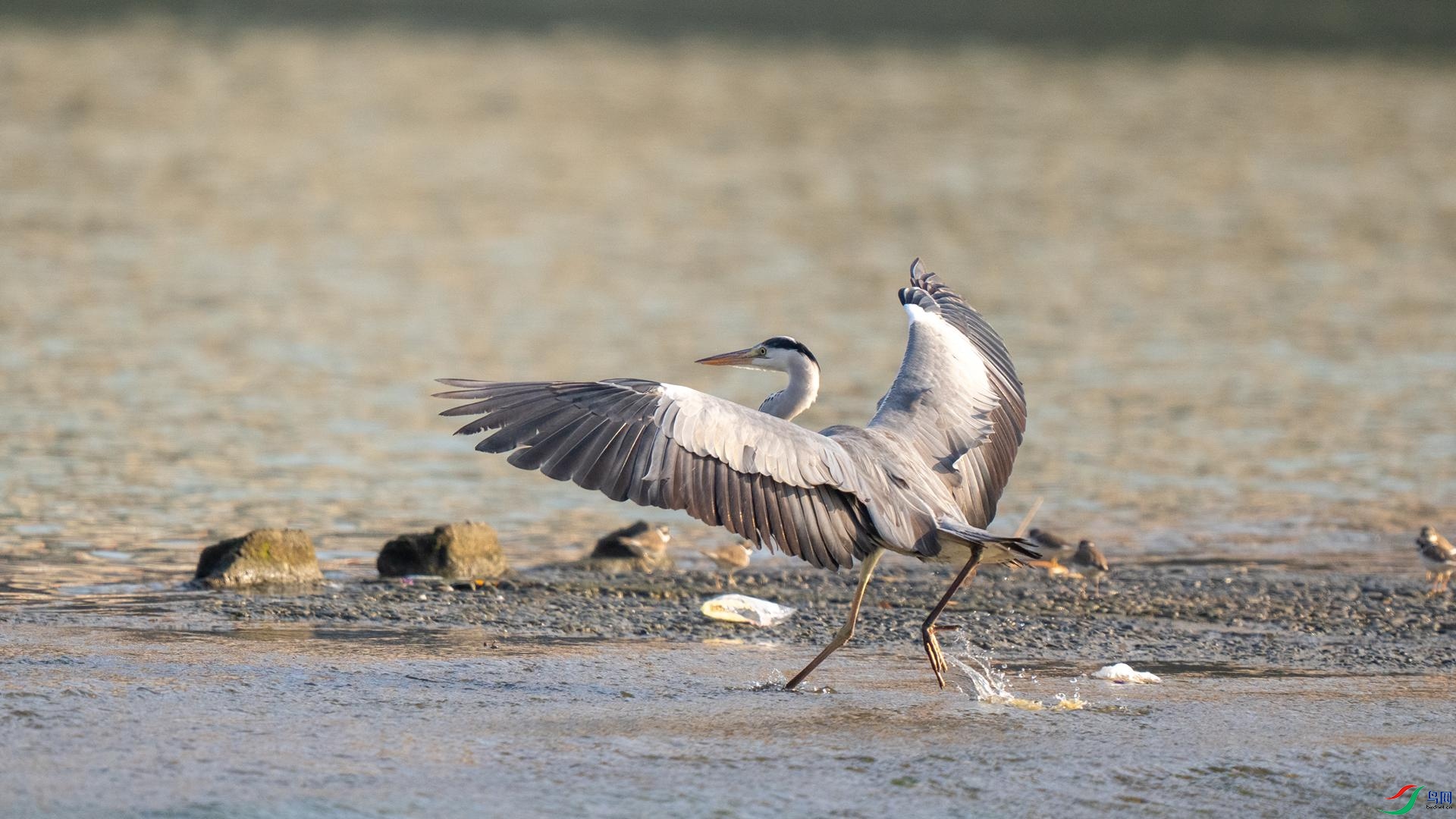 DSC06383 ����.jpg