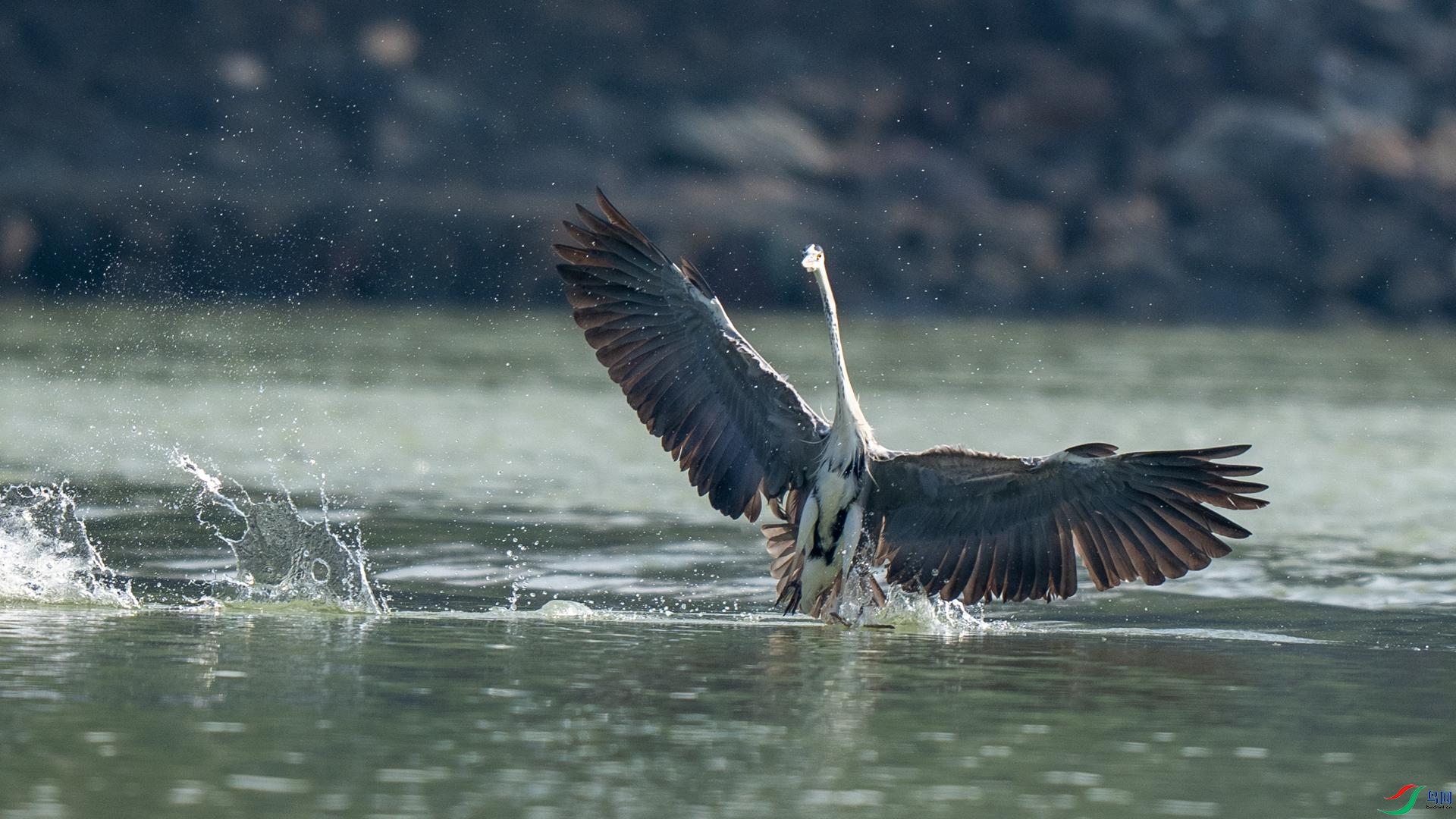 DSC07289 ����.jpg