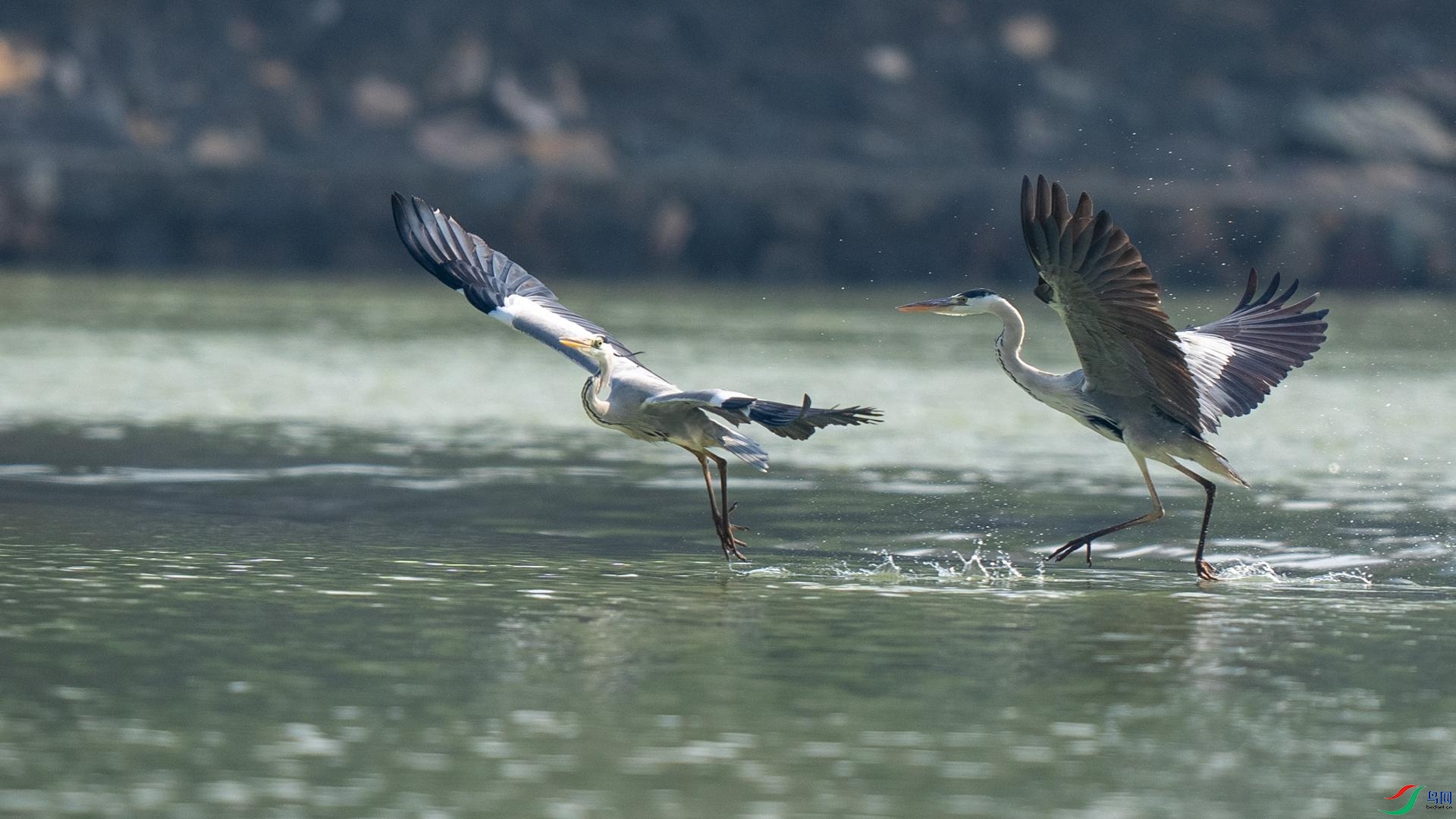 DSC07308 ����.jpg