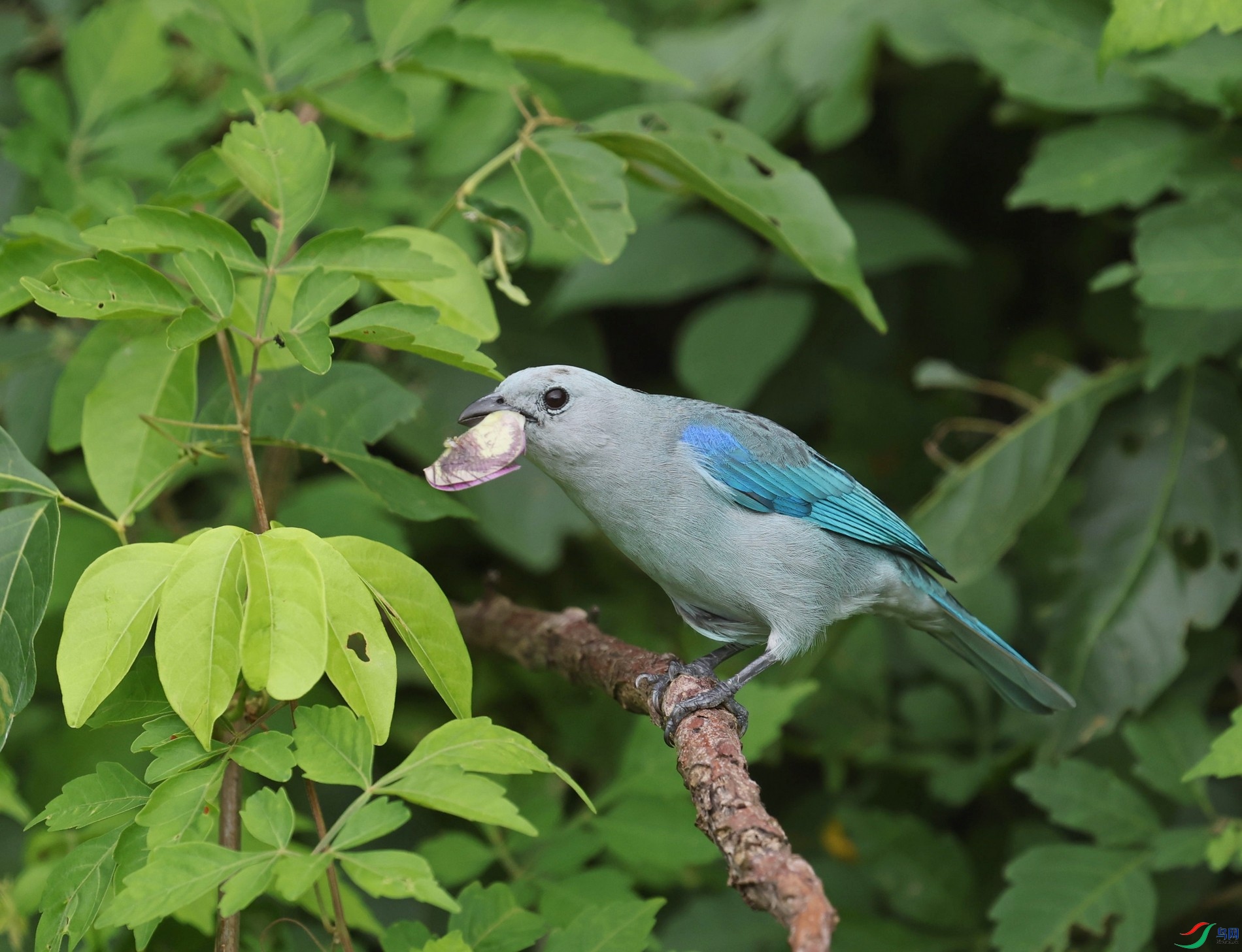 016A2088�������ȸBLUE-GREY TANAGER.jpg