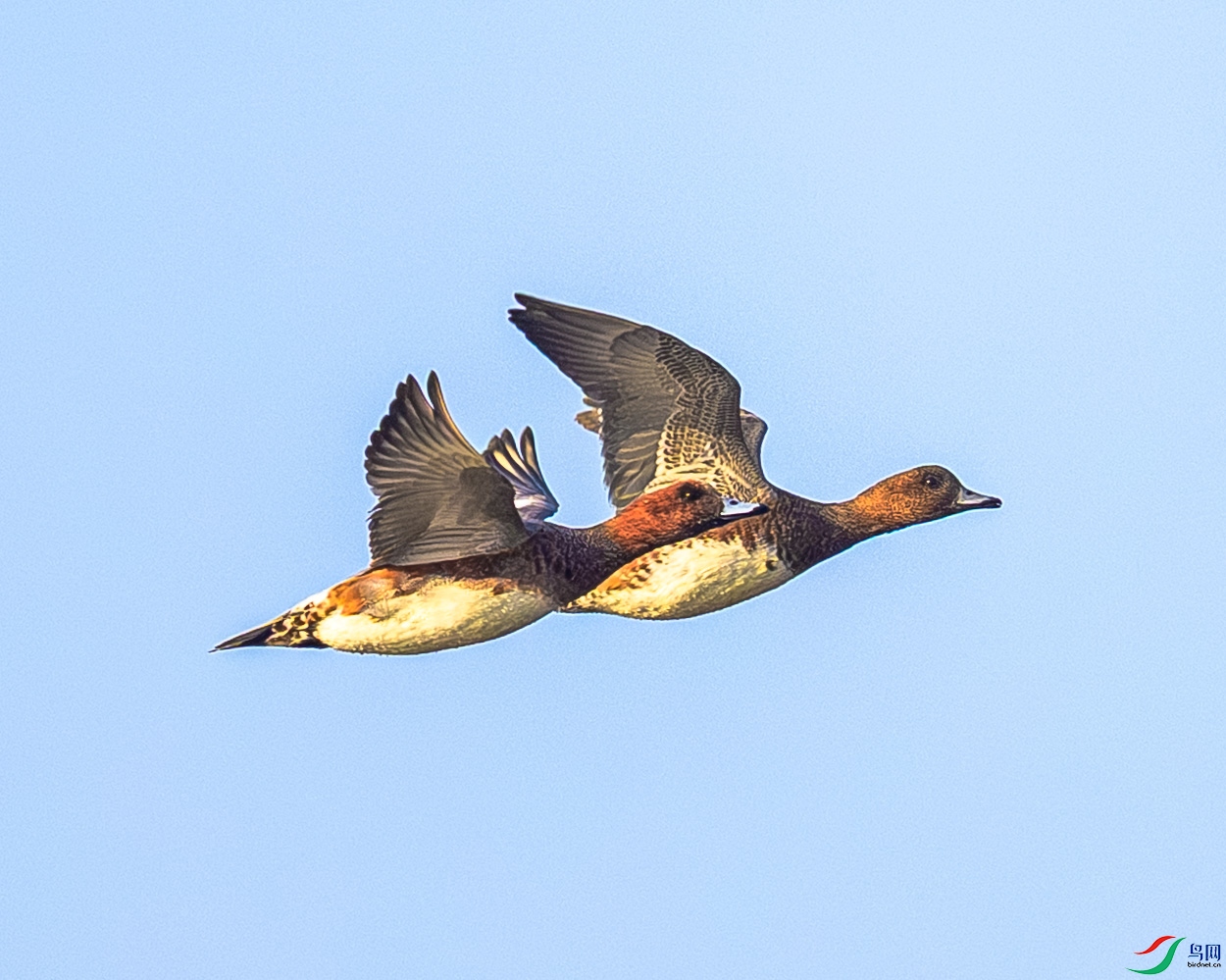 ����˫��