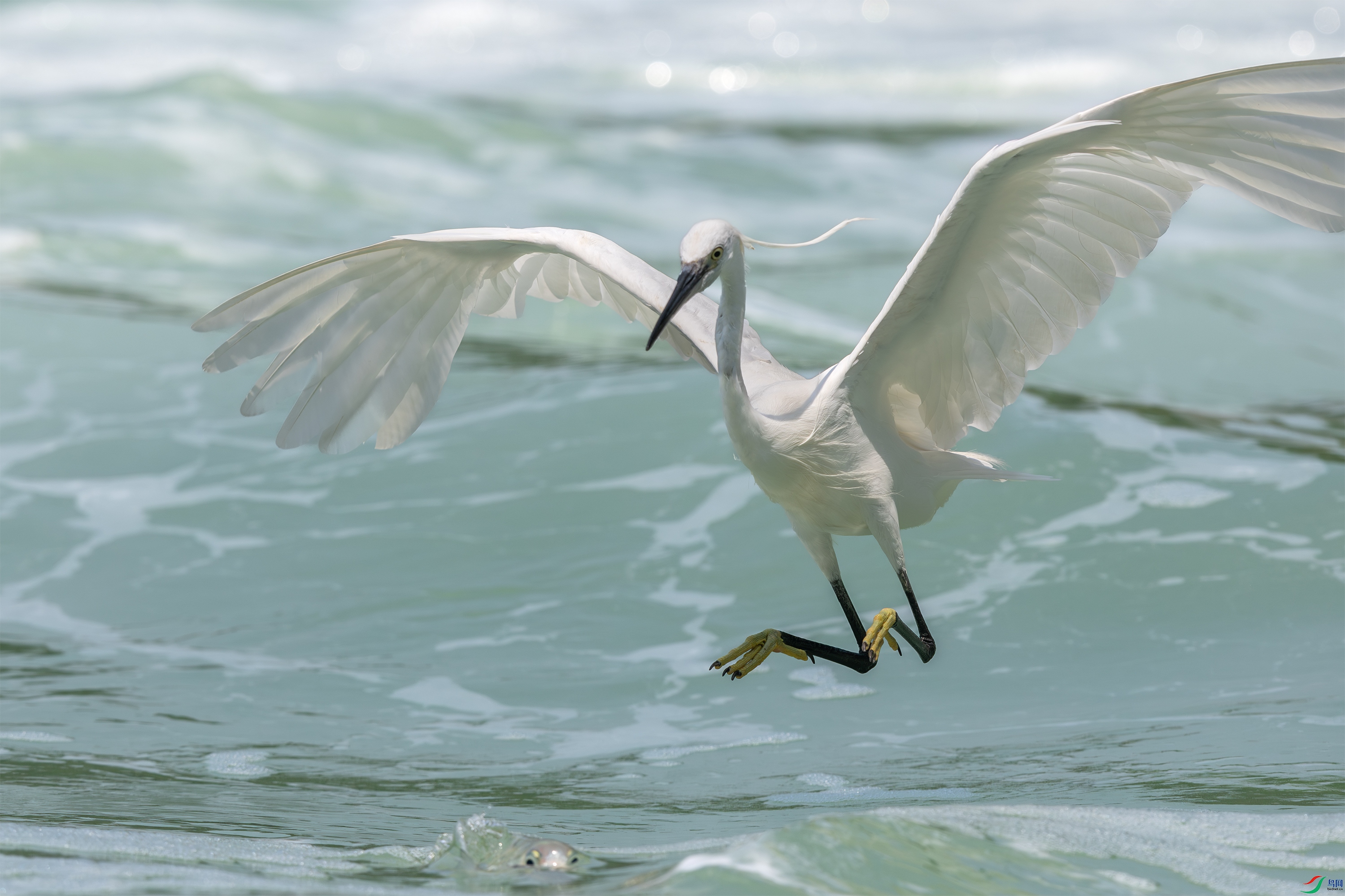 063A6826 ����.jpg